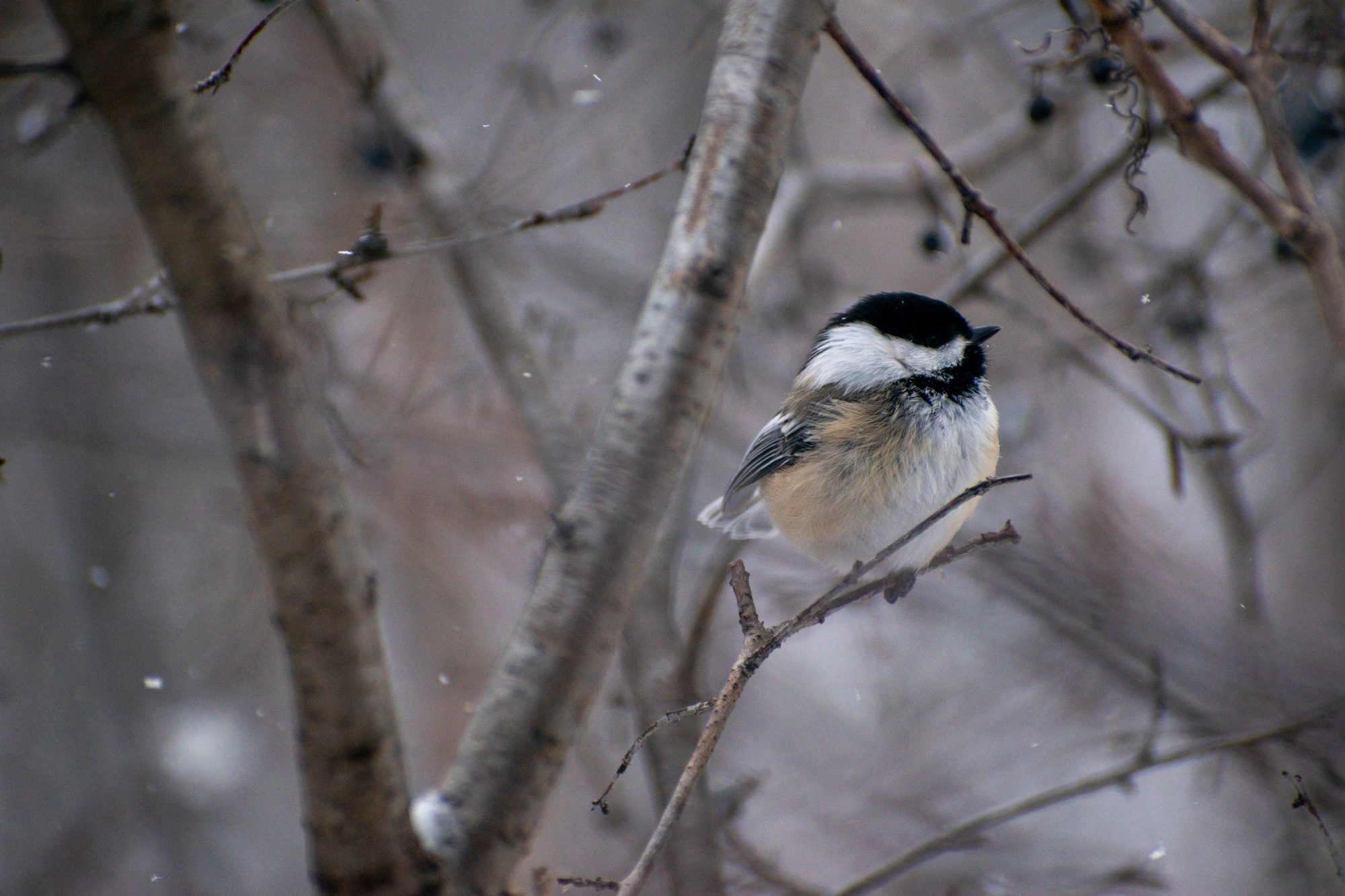 Chickadee in a Snowfall