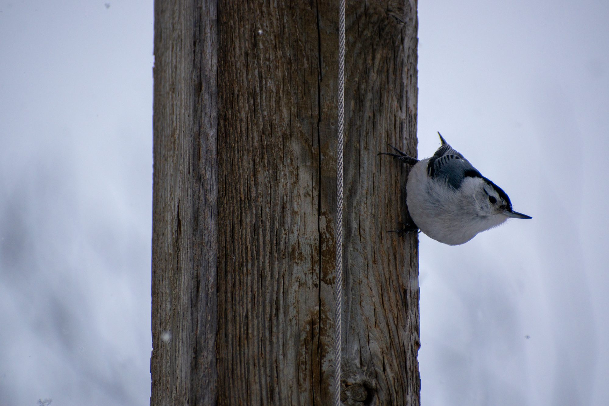 Nuthatch on a Wooden Post