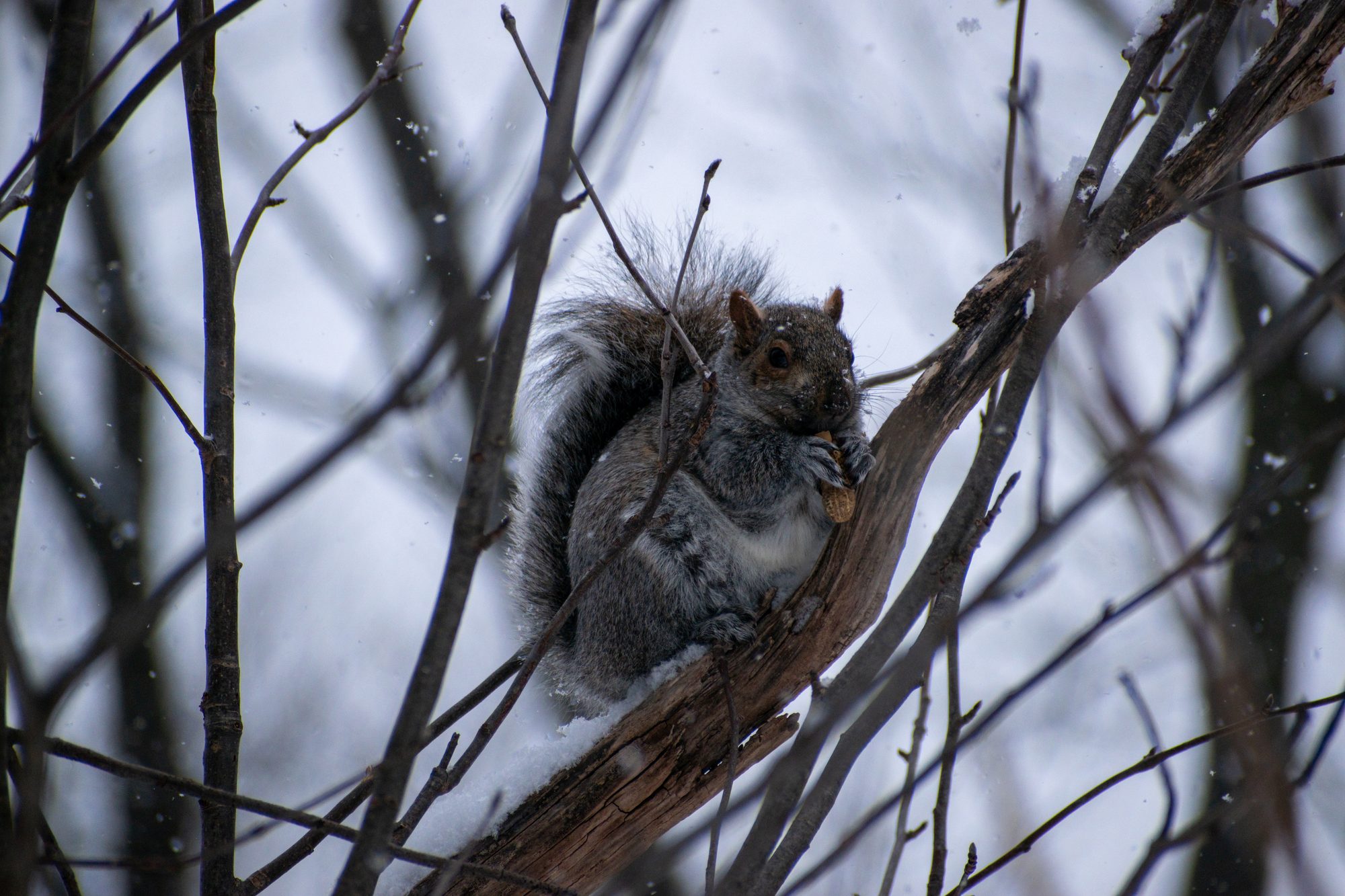 Squirrel with a Snowy Snack