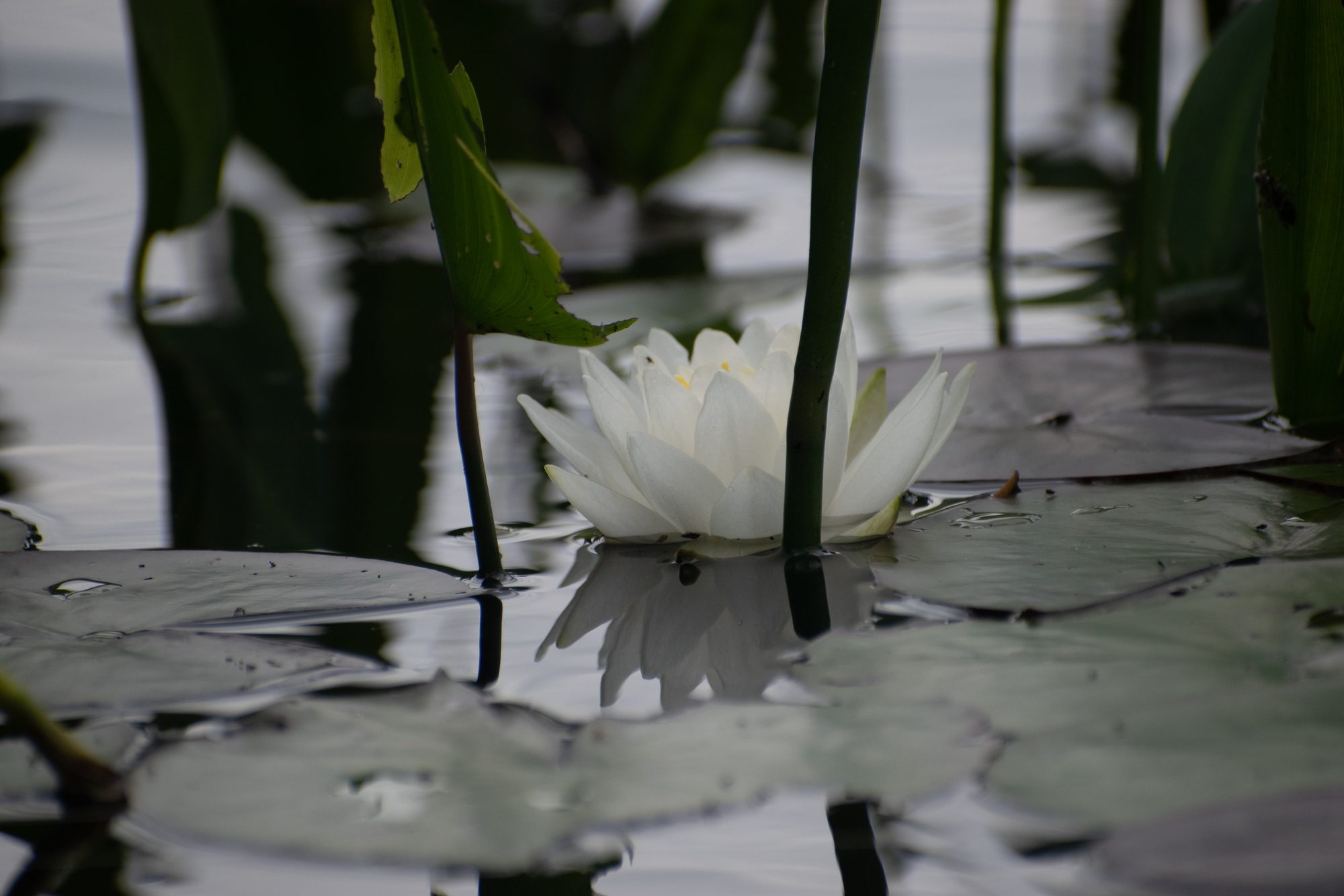 White Water Lily
