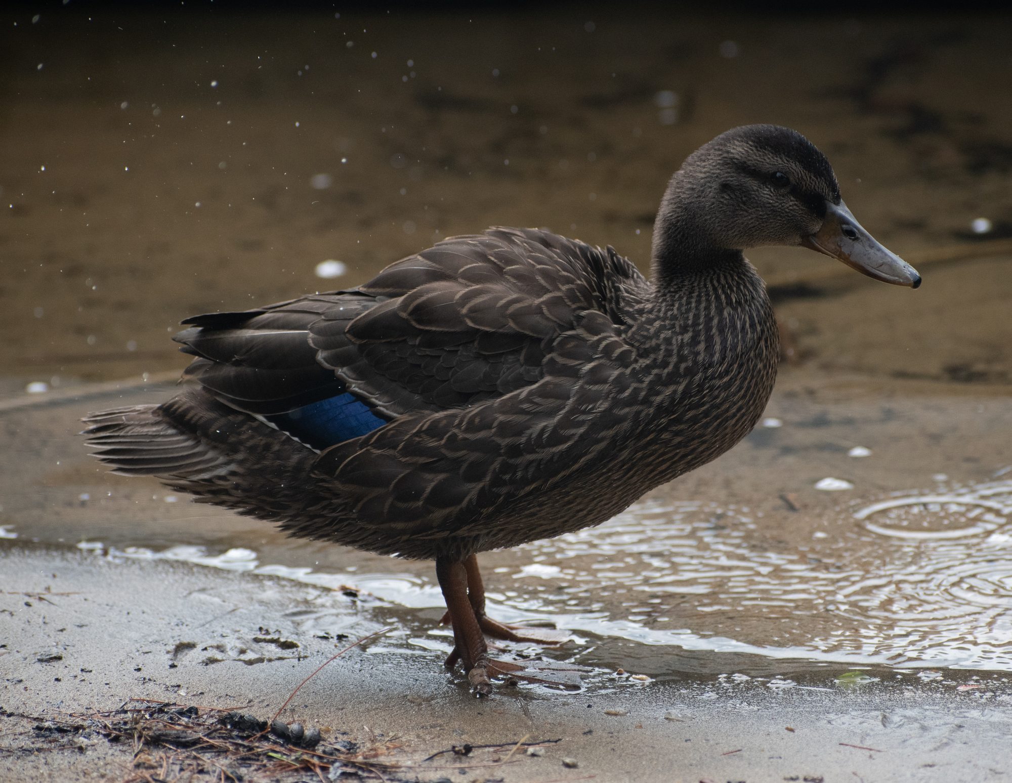 Duck at the Water's Edge