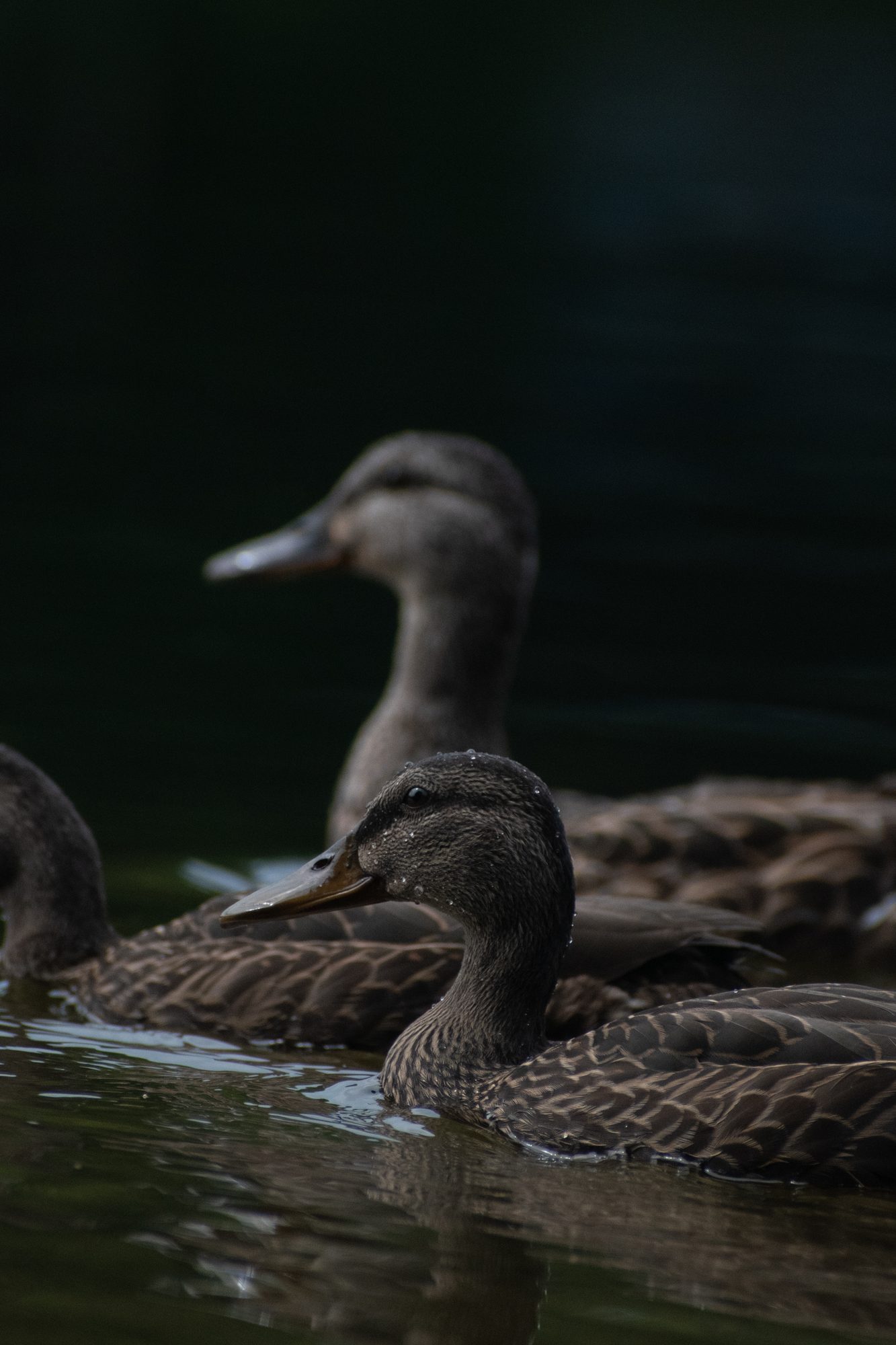 Ducks on the Lake