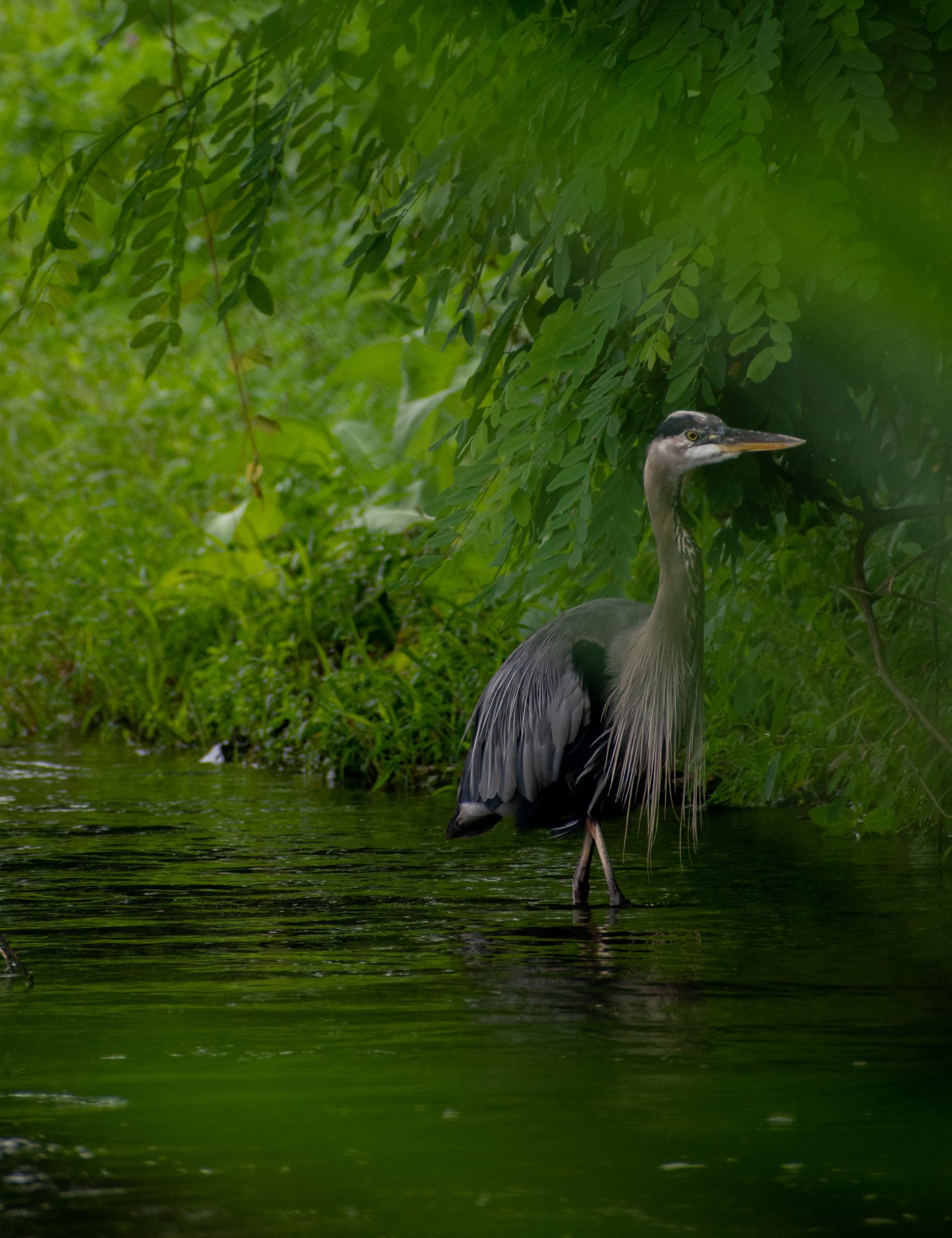 Heron in the Shallows