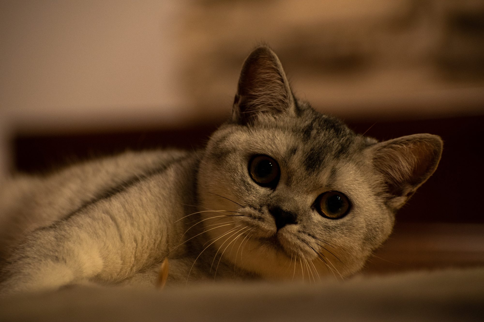 Tsuki Up Close