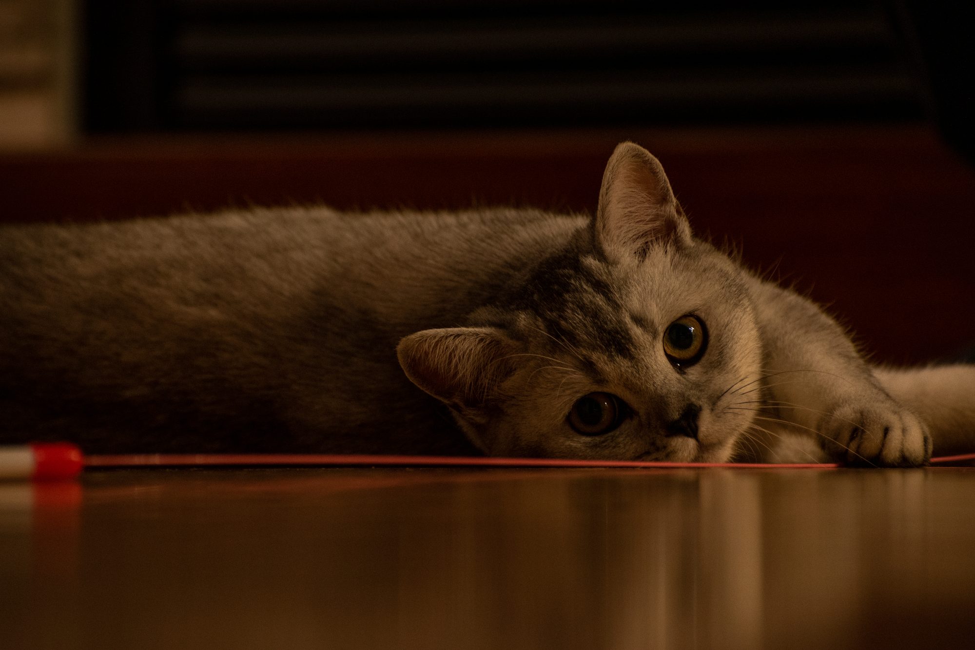 Tsuki at Play