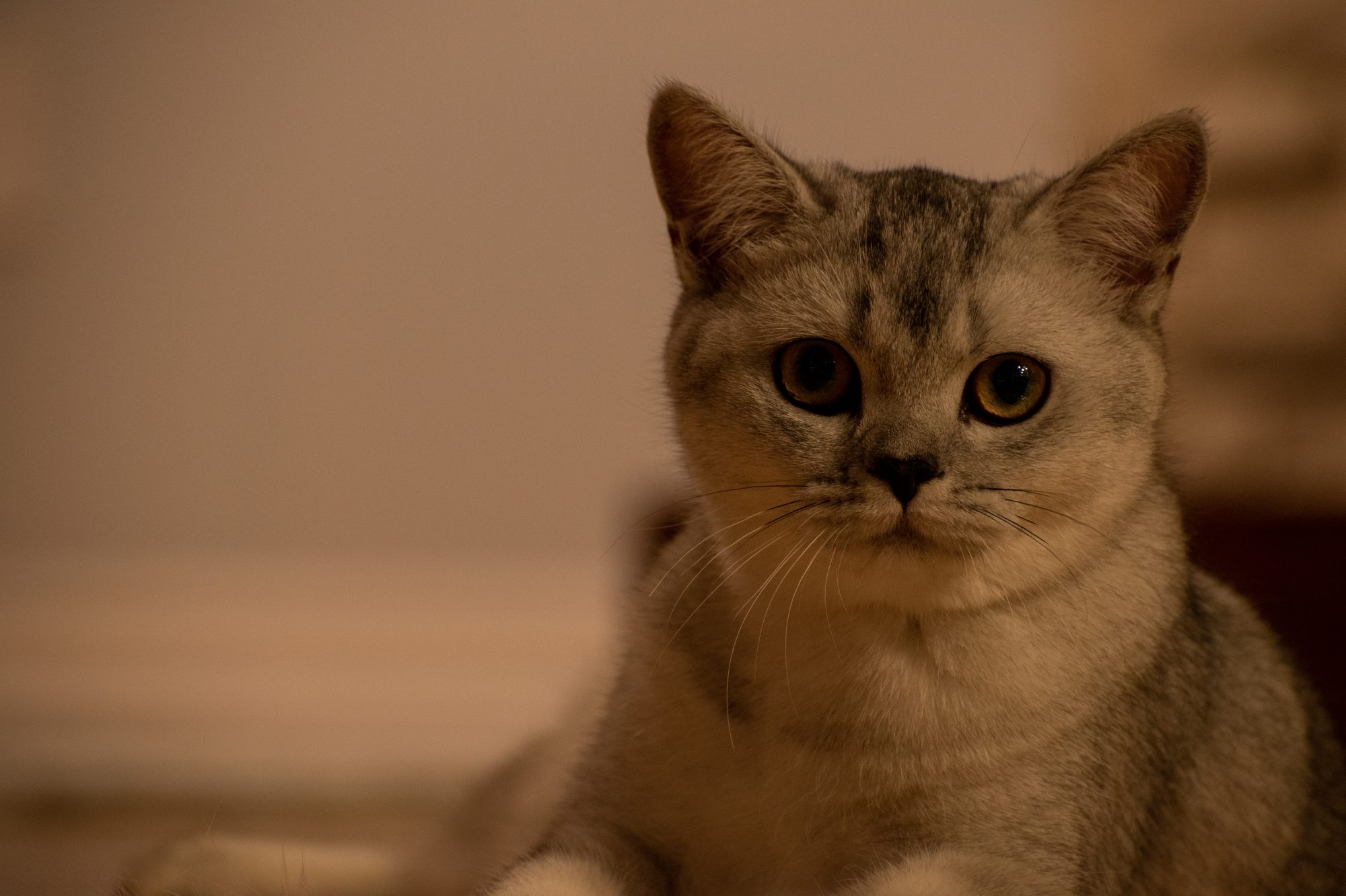 Tsuki Sits Still