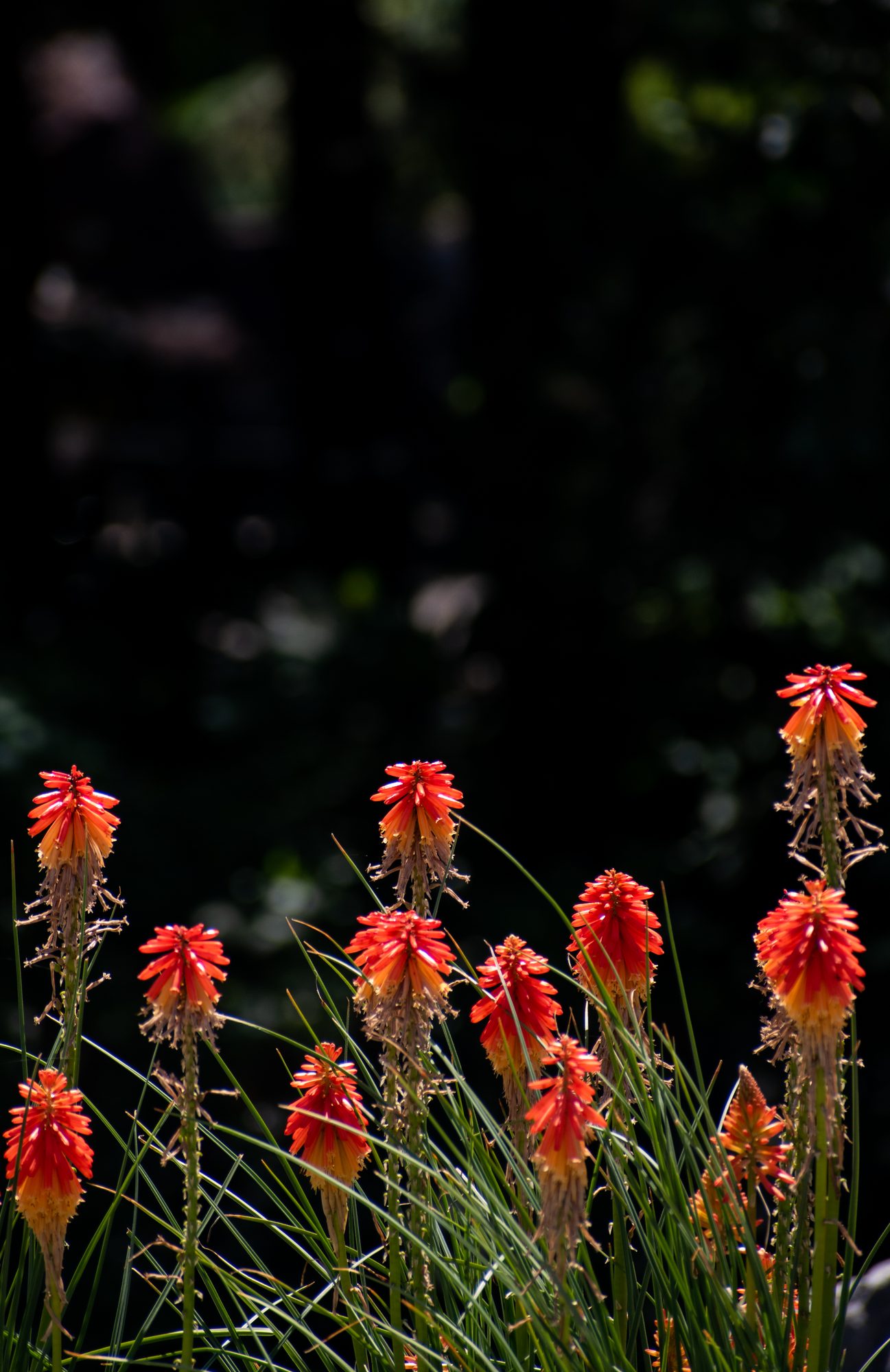 Torch Lilies in Bloom