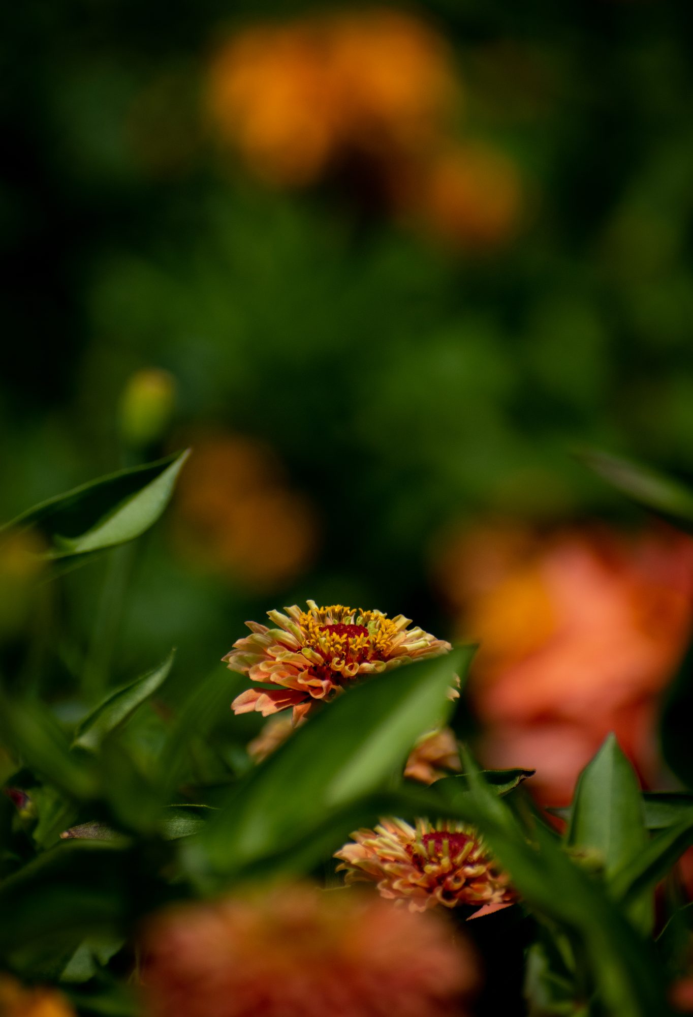 Zinnia in Shadow
