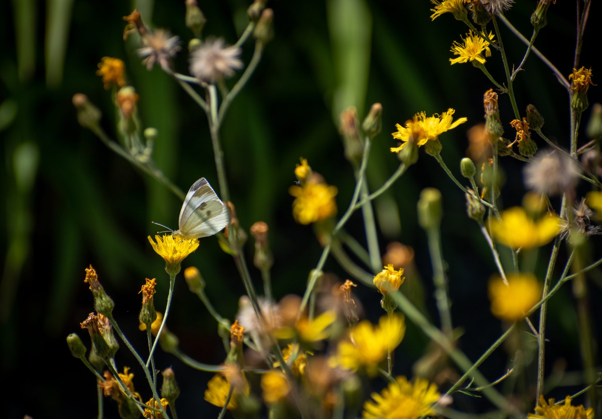 White Butterfly on Yellow Blooms