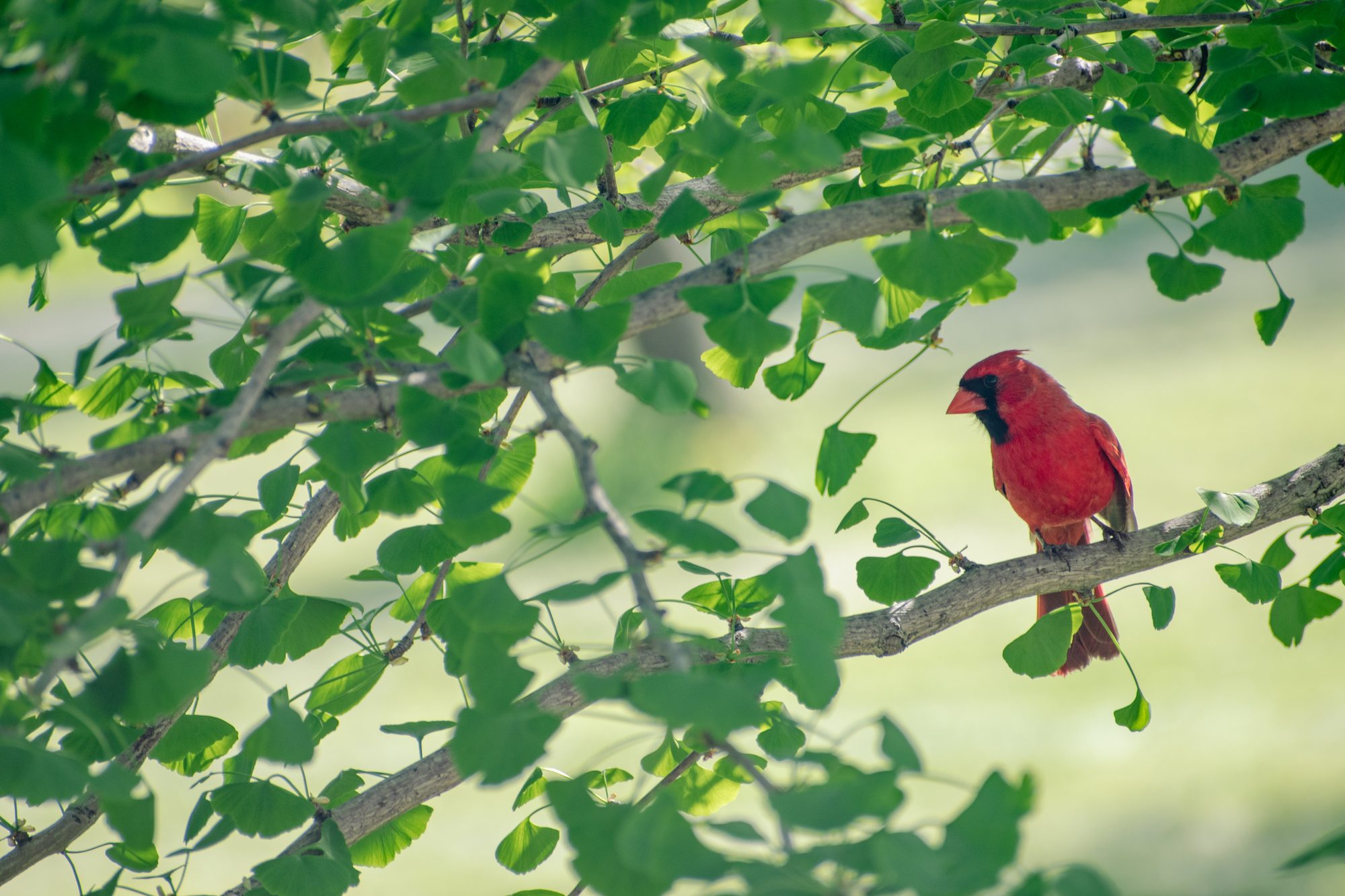 Cardinal in the Ginkgo