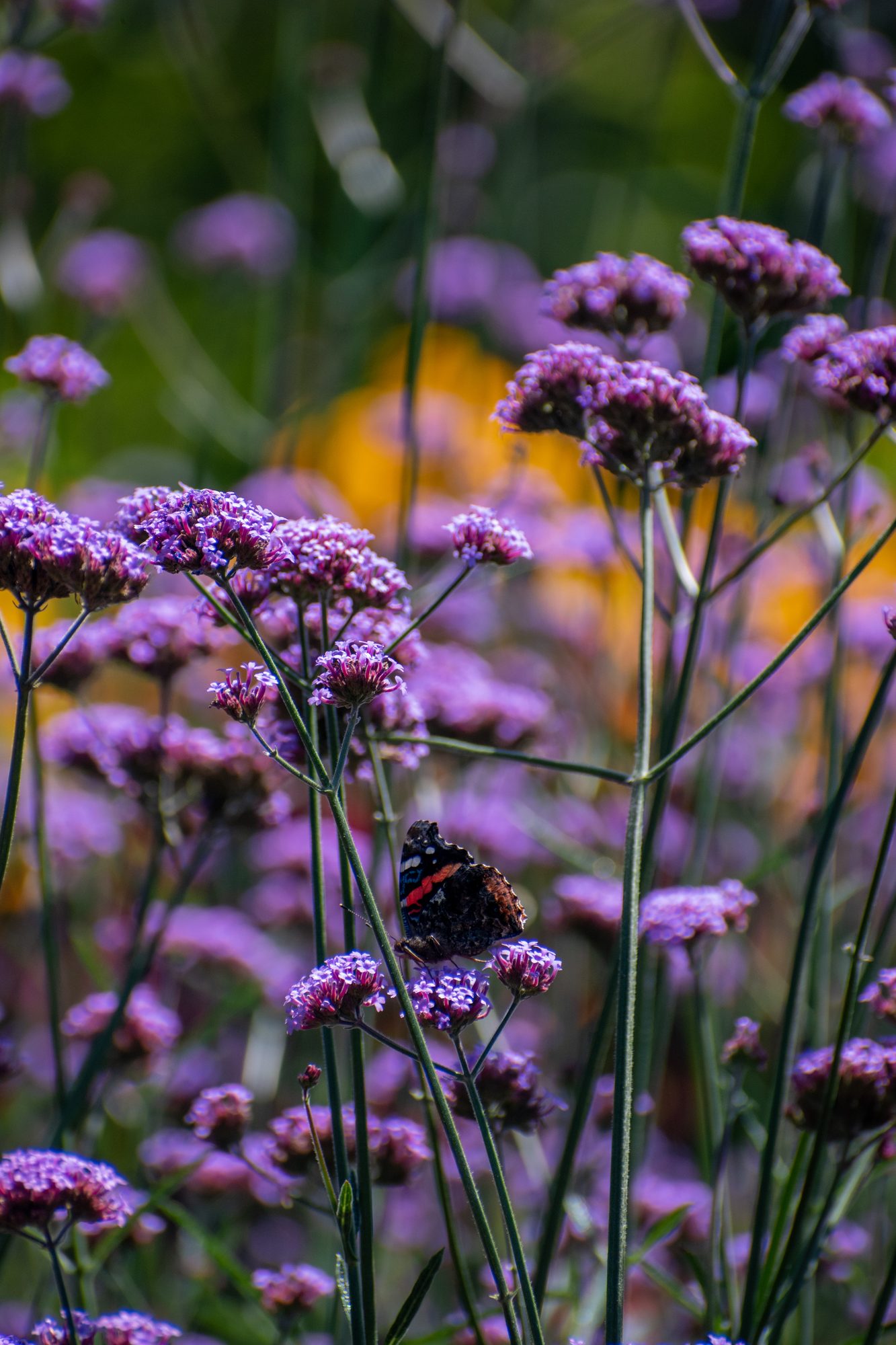 Red Admiral on Verbena