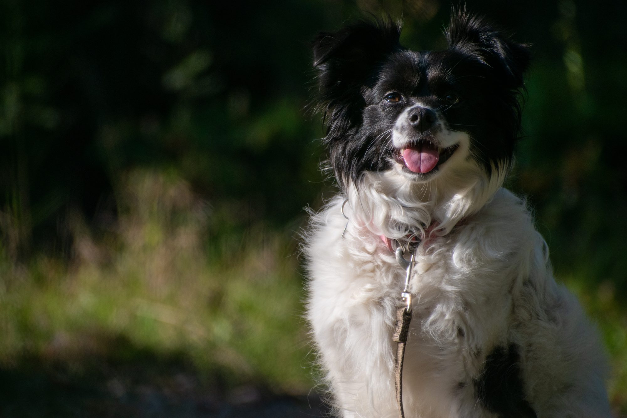 Happy Pup Outdoors