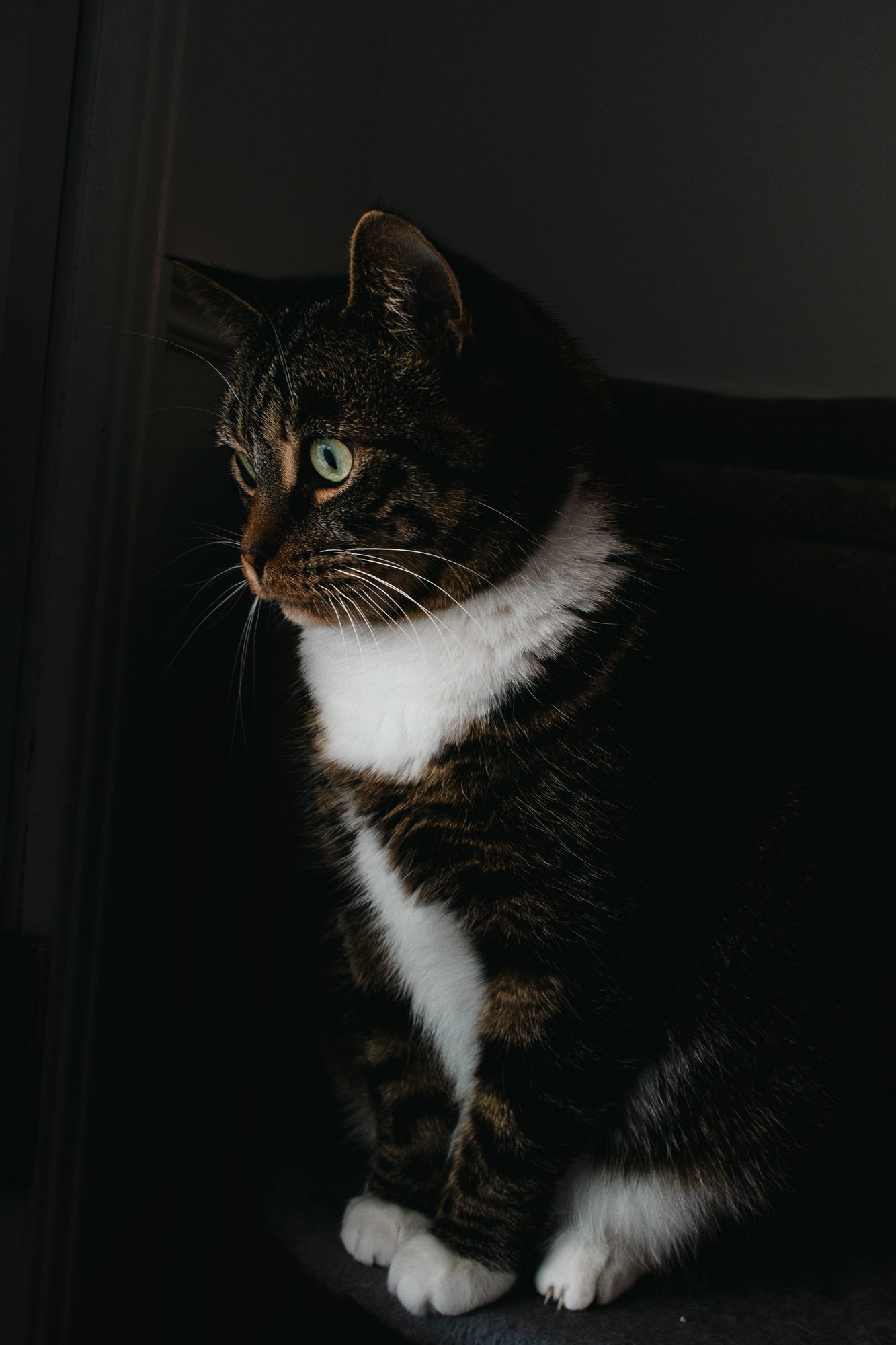 Tabby in the Shadows
