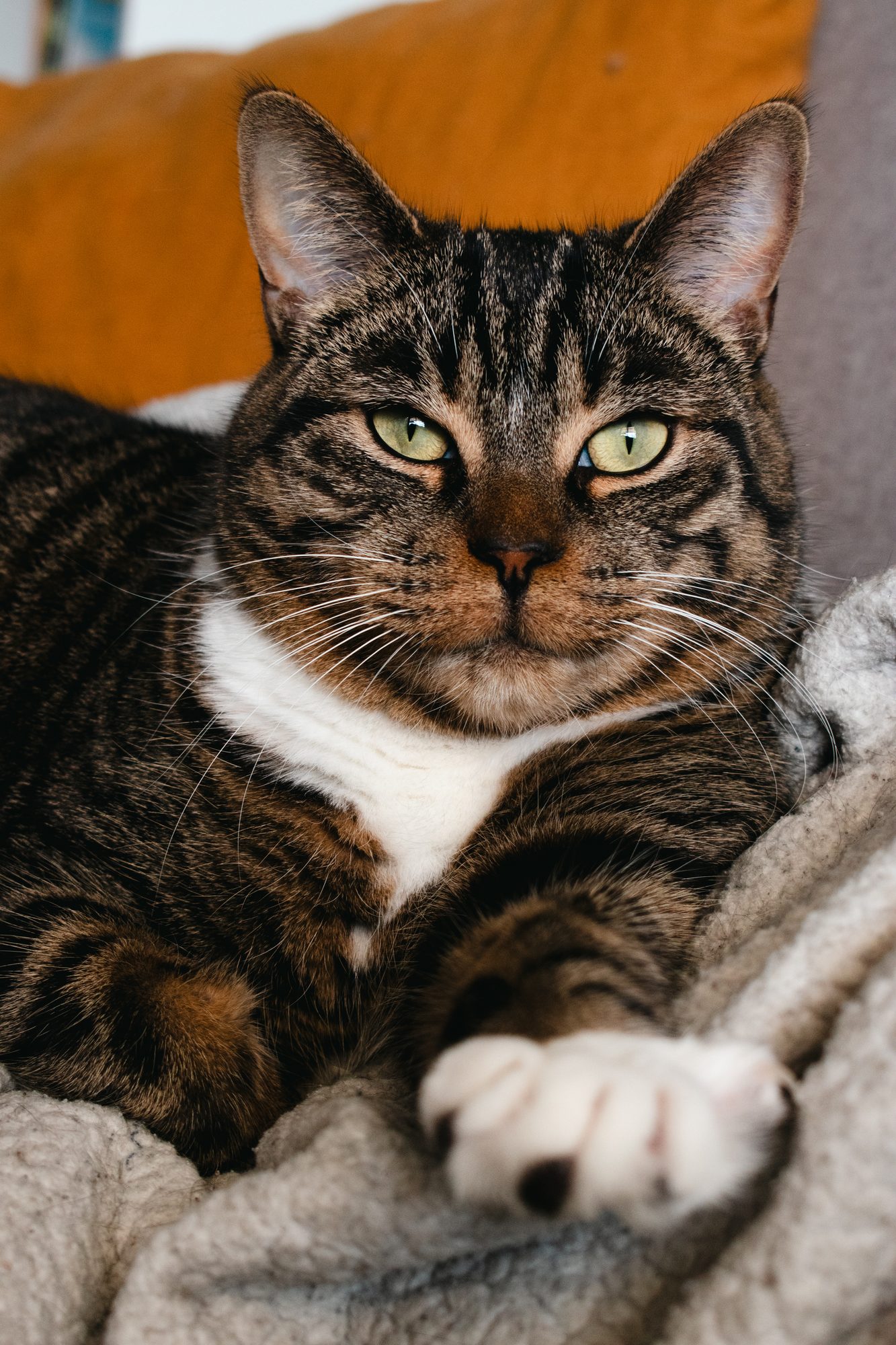 Tabby on the Couch
