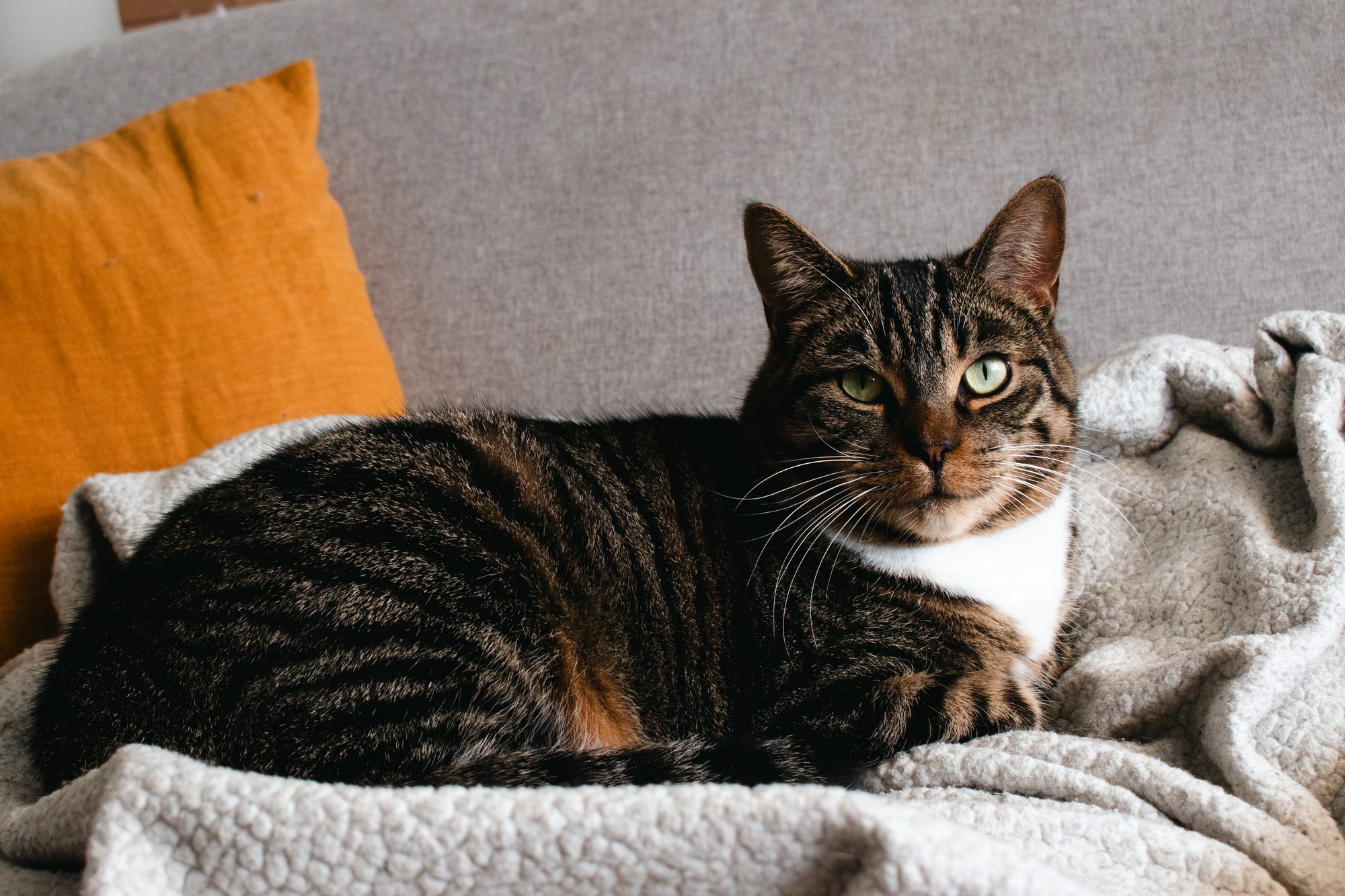 Tabby Lounging
