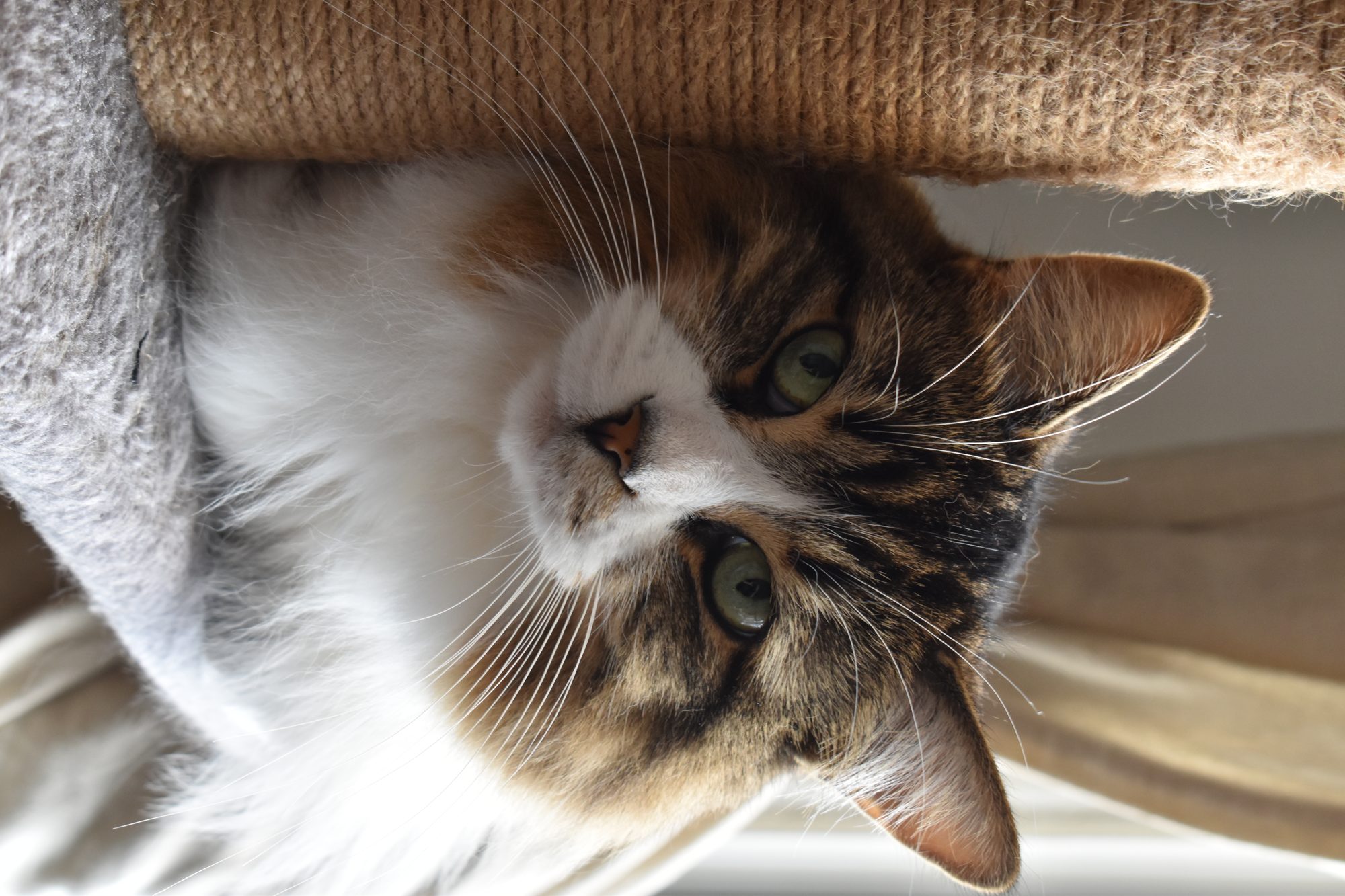 Upside-Down Curiosity