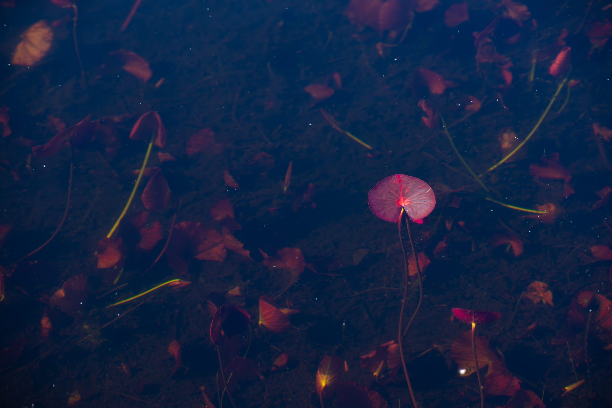 Beneath the Lily Pads