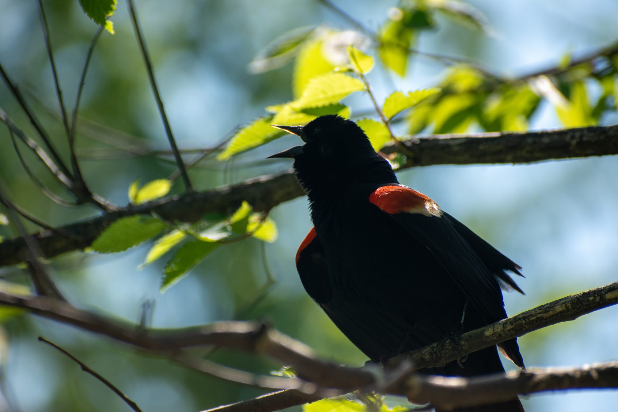 Red-Winged Blackbird Calling