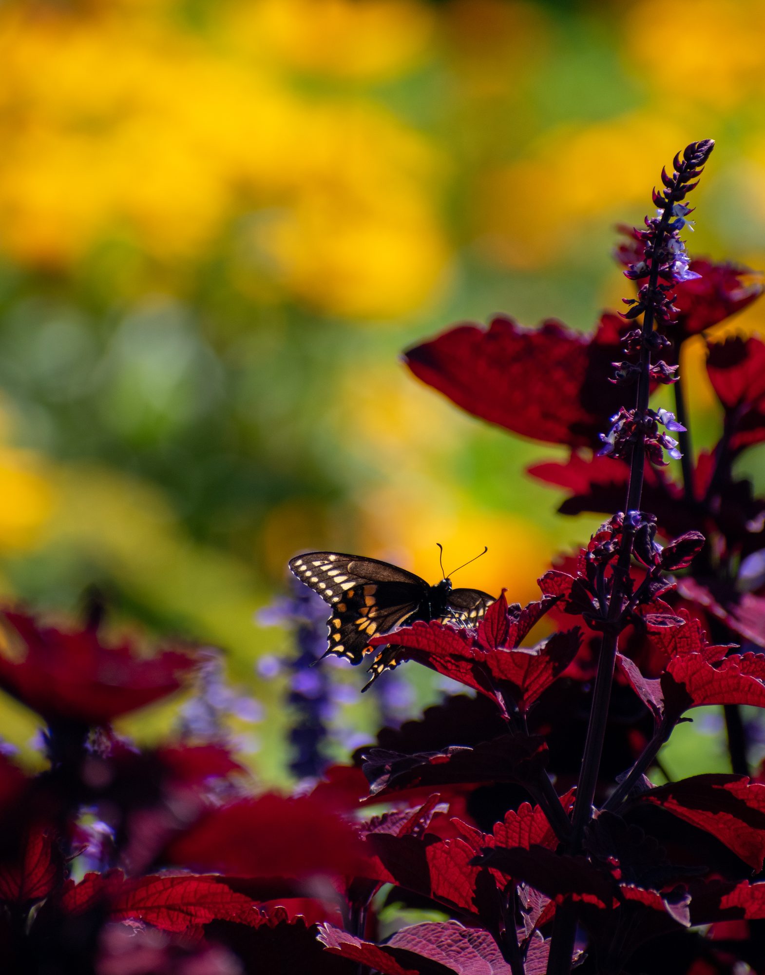 Swallowtail on Red Coleus