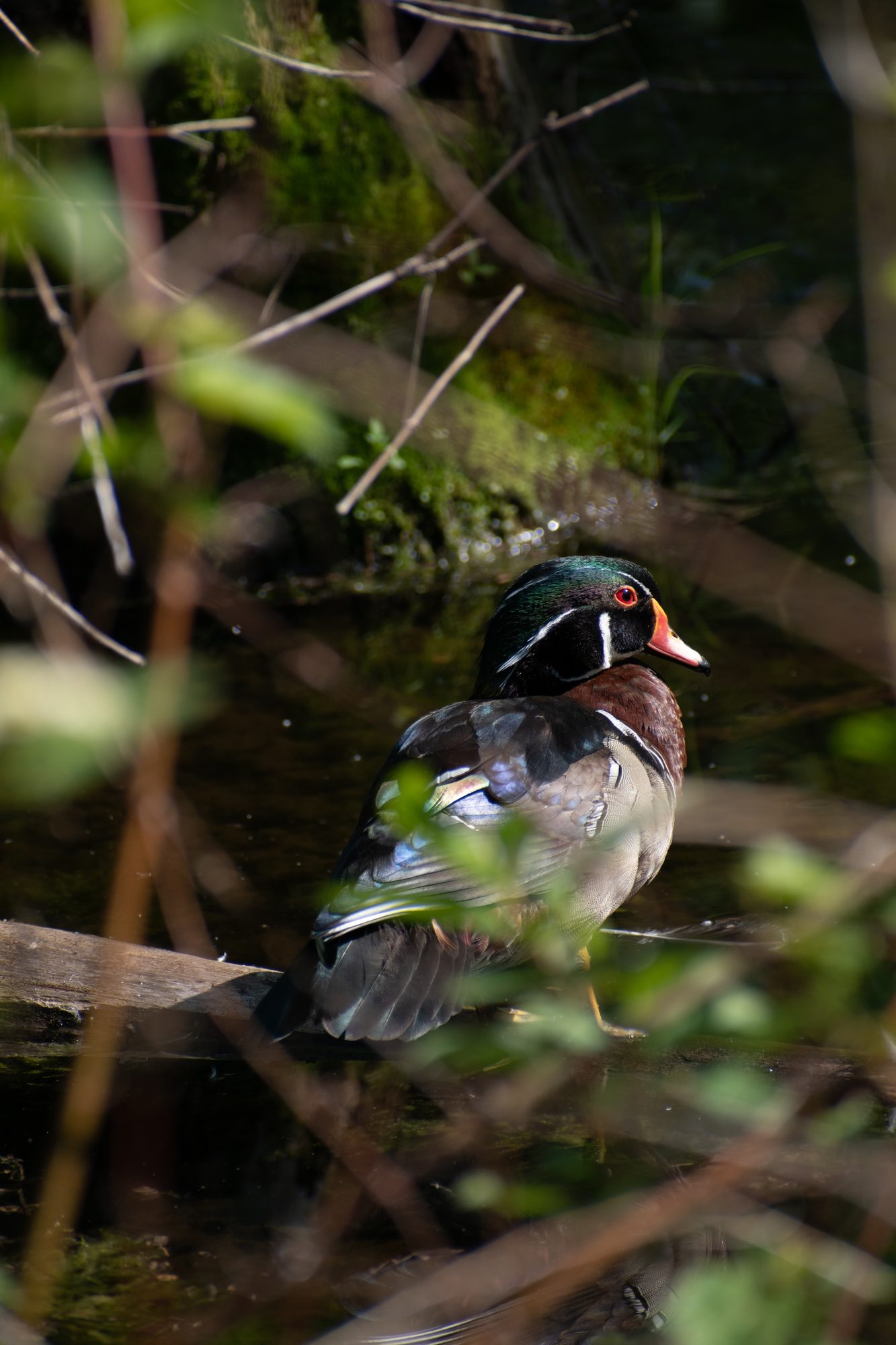 Wood Duck on a Log