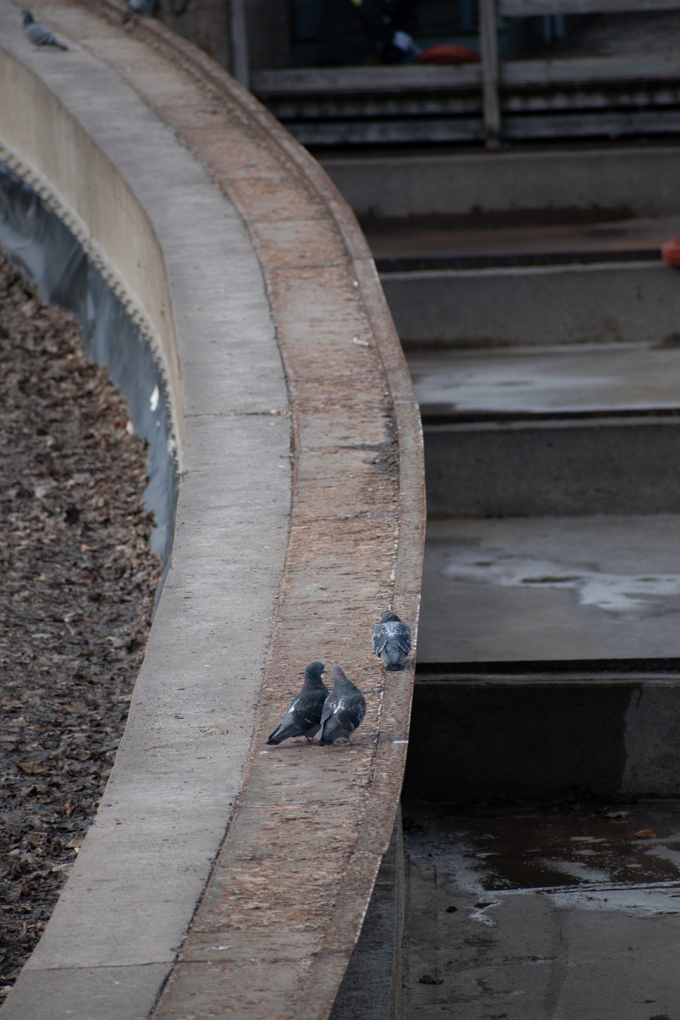 Pigeons on the Concrete Curve