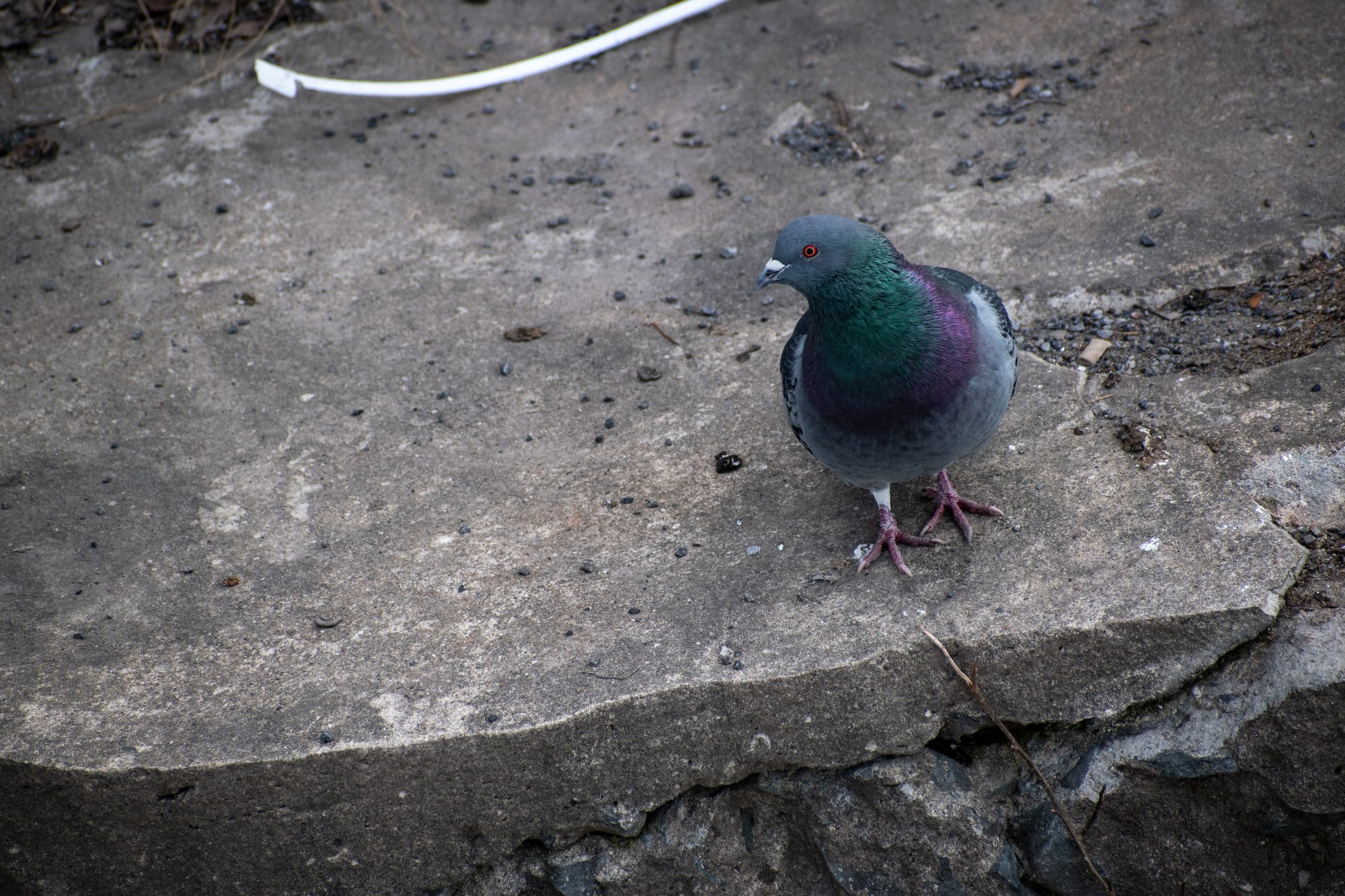 Iridescent Pigeon on the Rocks