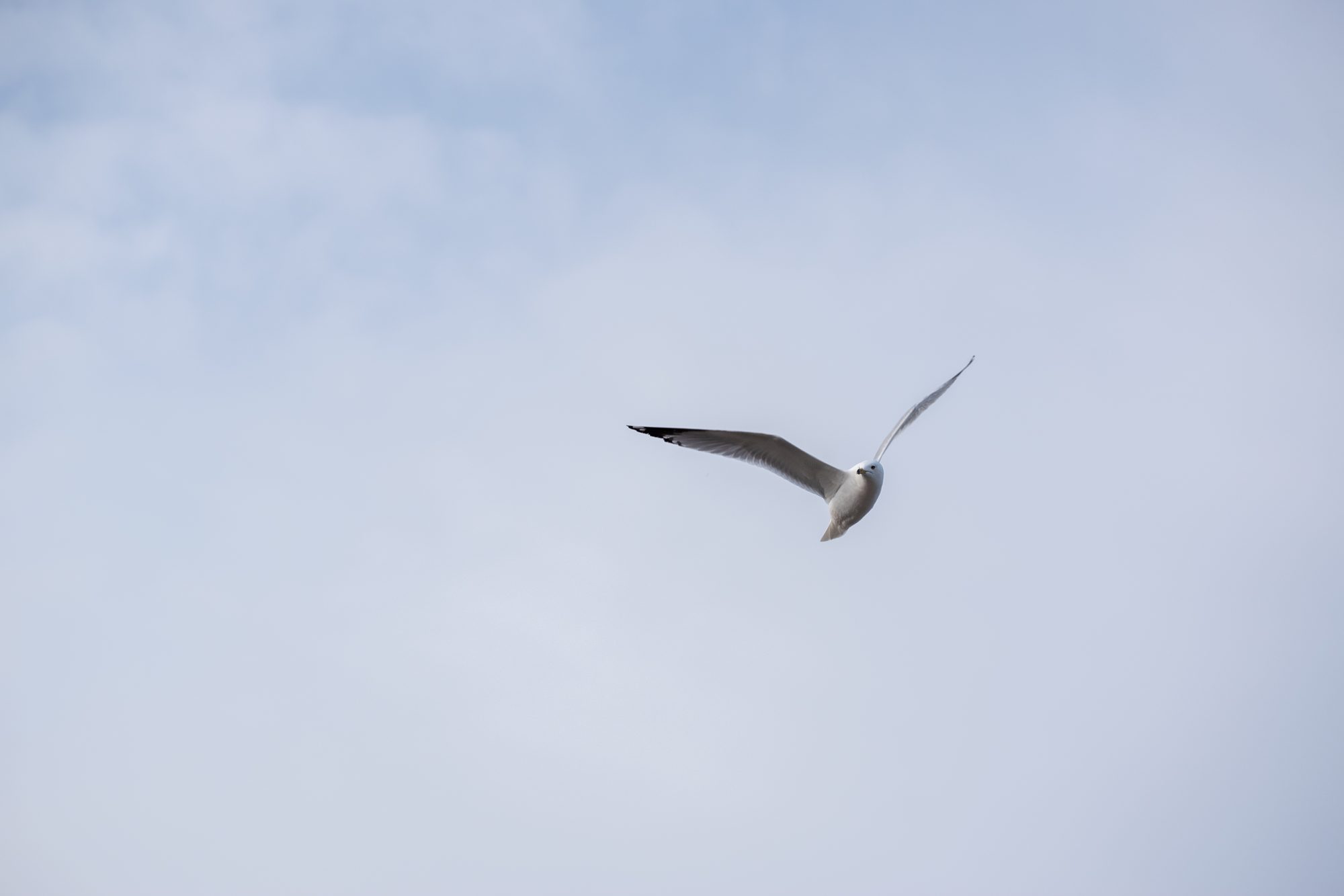 Gull Gliding Over the Port