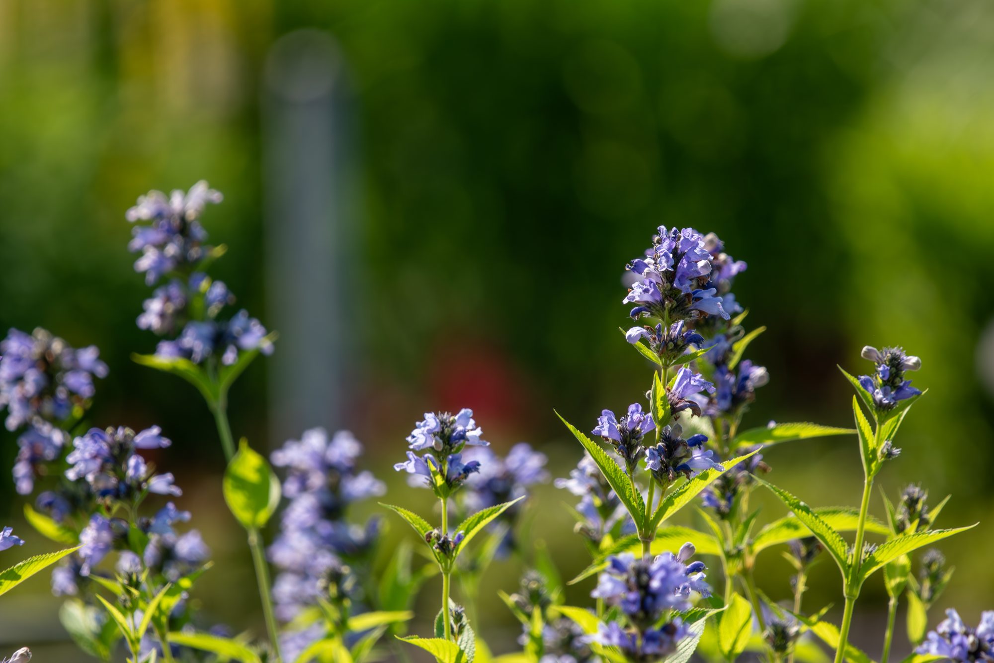 Catmint in Full Bloom