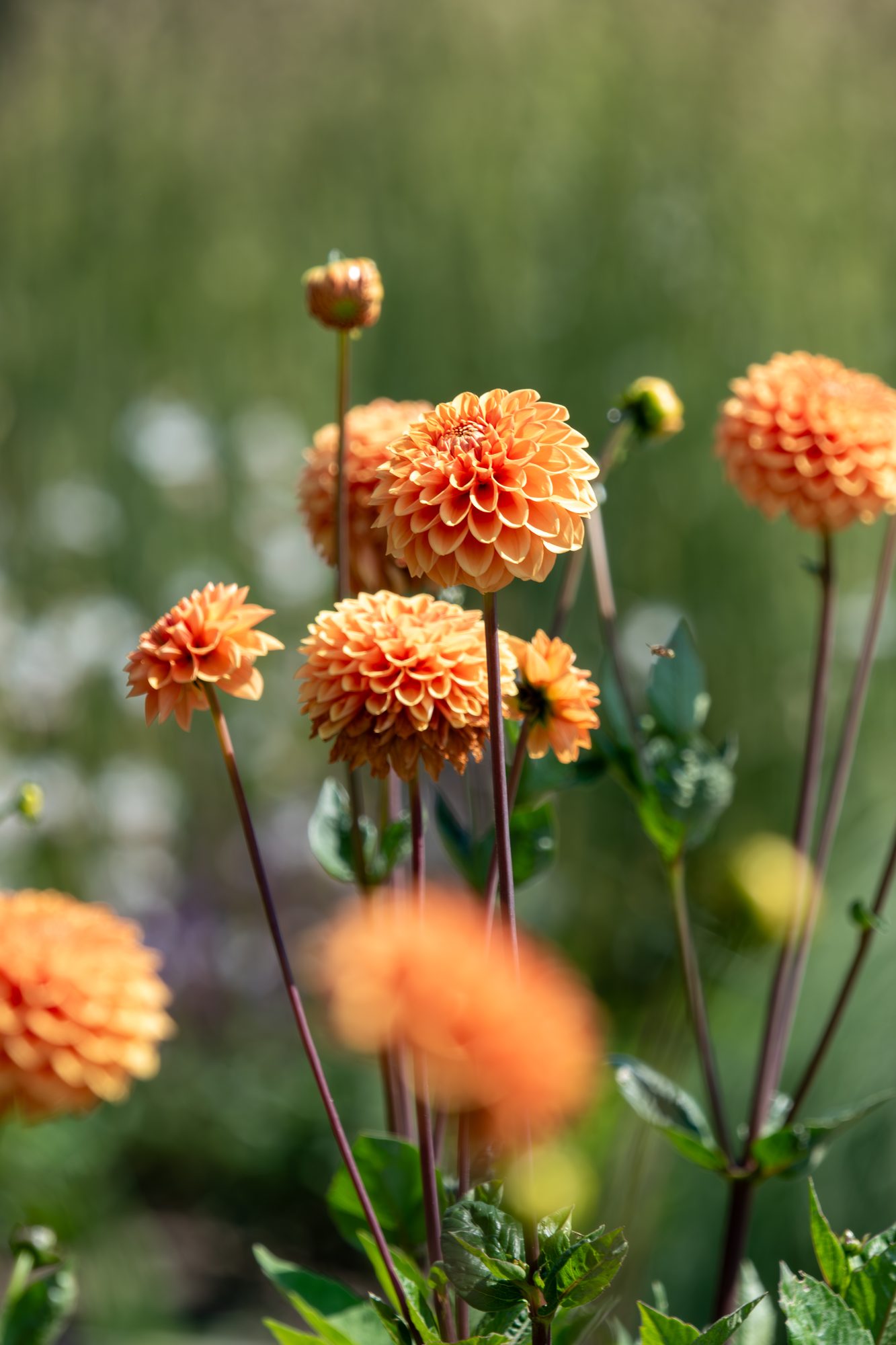 Orange Dahlias in Sunlight