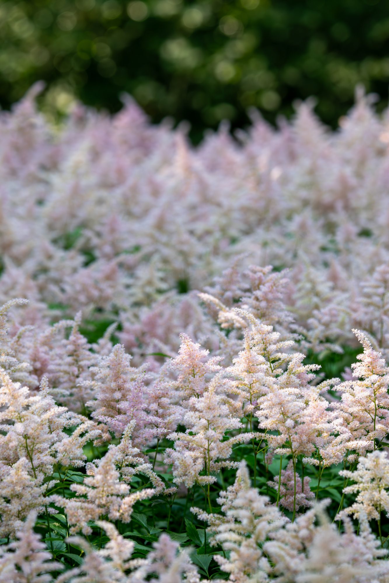Astilbe Field in Bloom