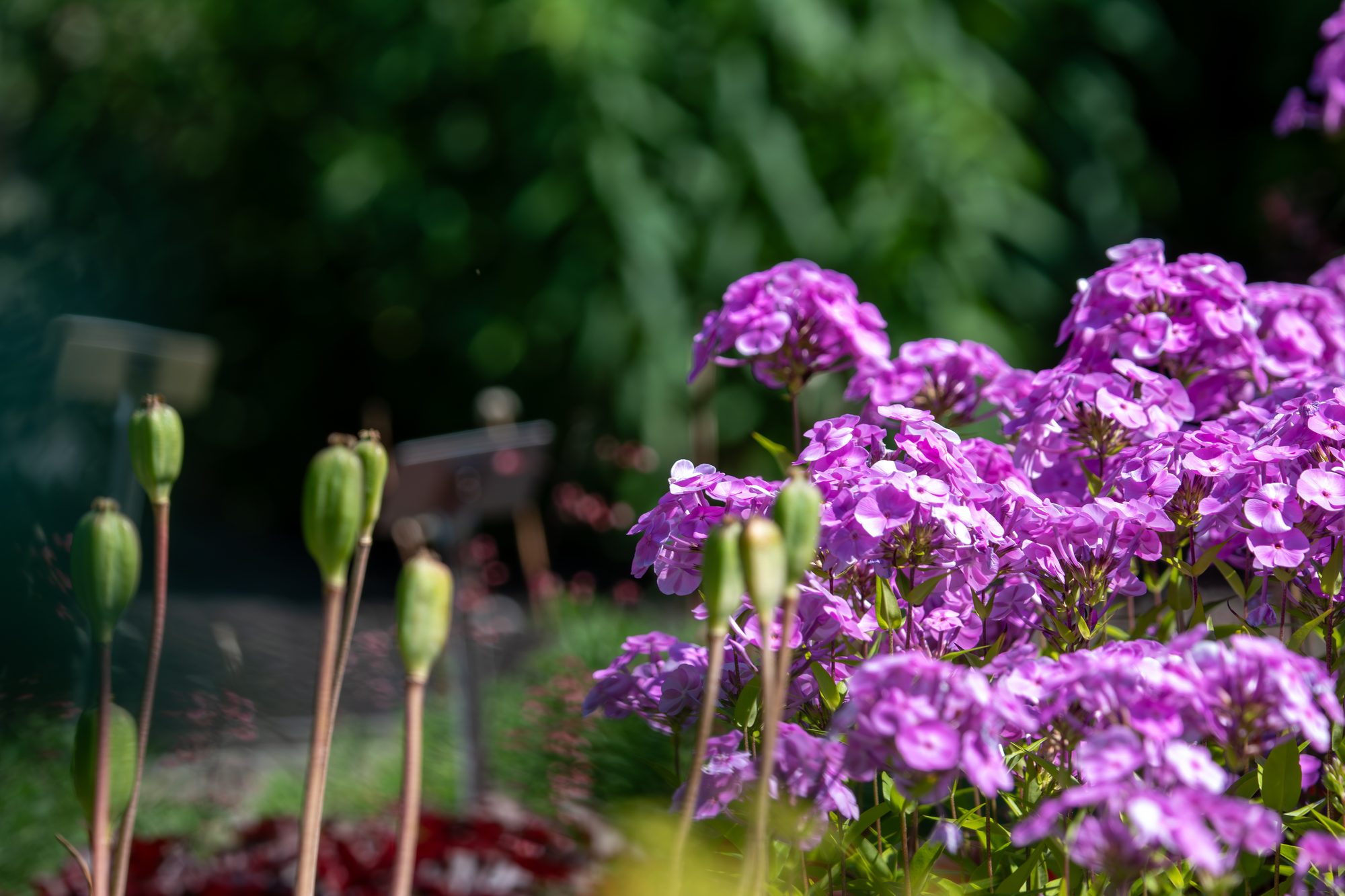 Phlox in the Afternoon Light