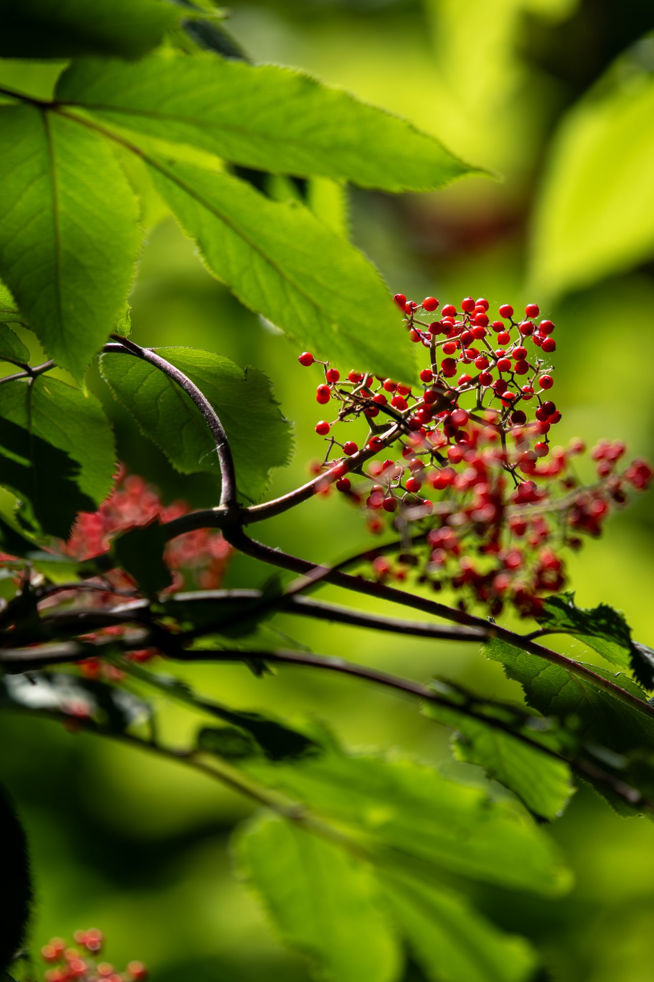 Wild Berries in the Green