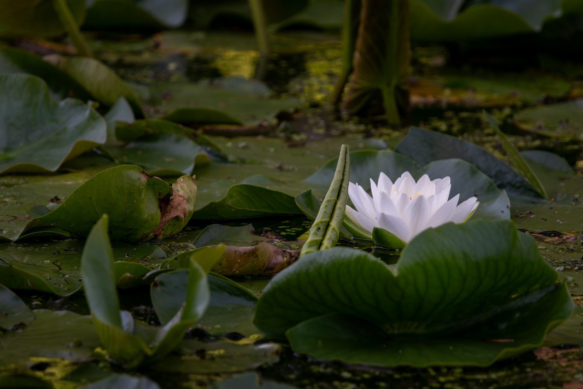 White Water Lily at Dusk