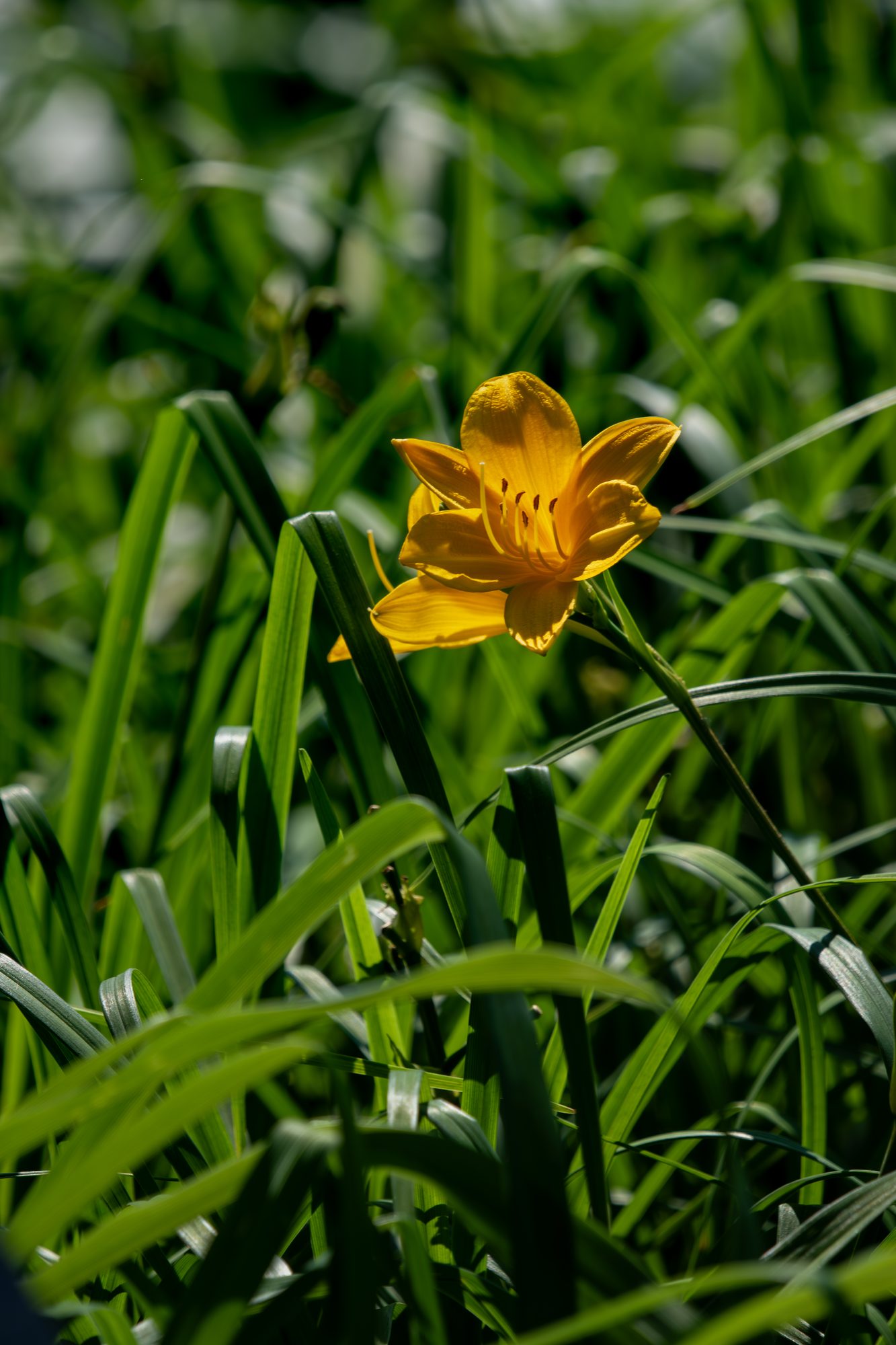 Daylily Among the Grasses