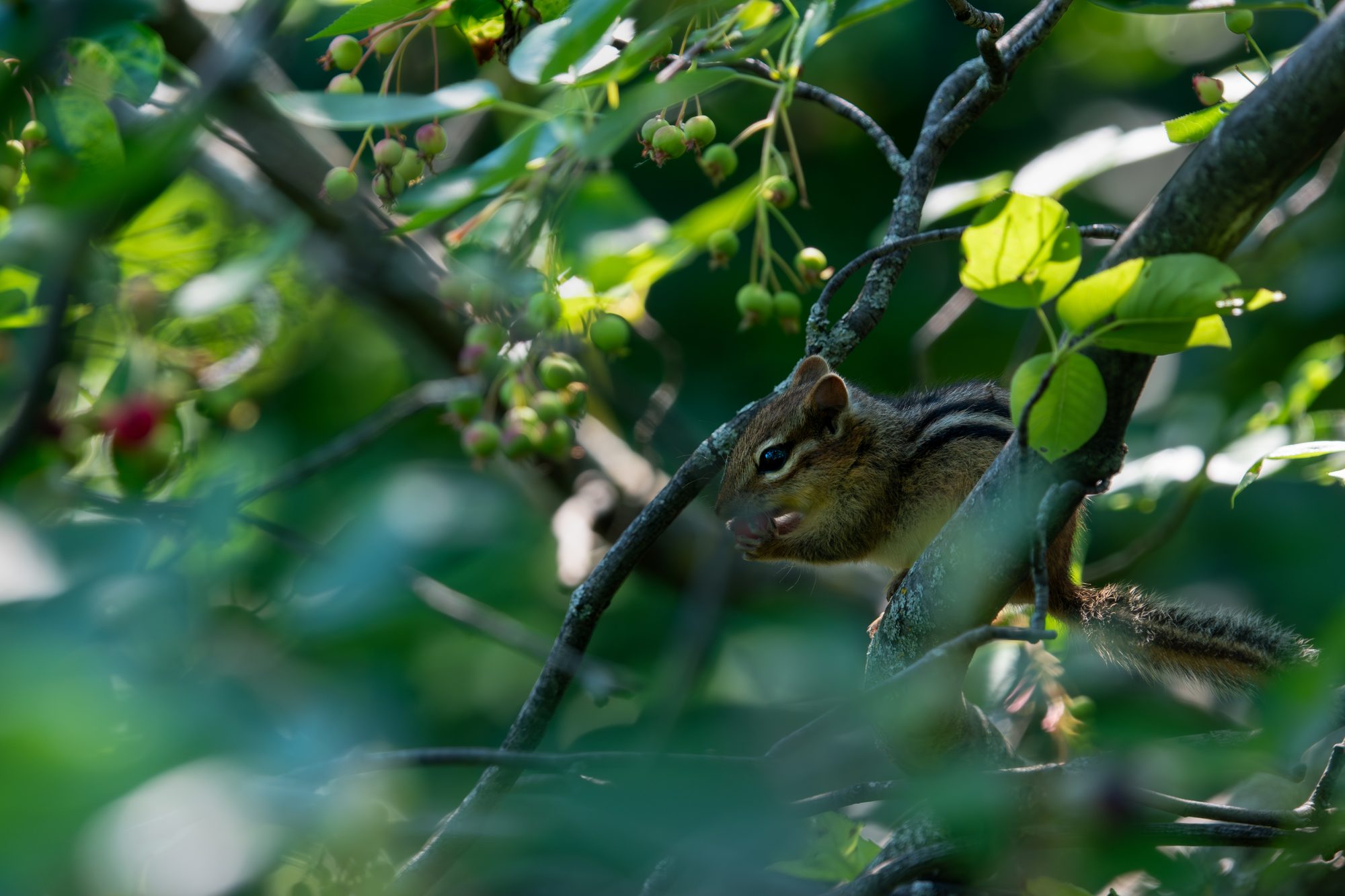 Chipmunk Snacking on Berries