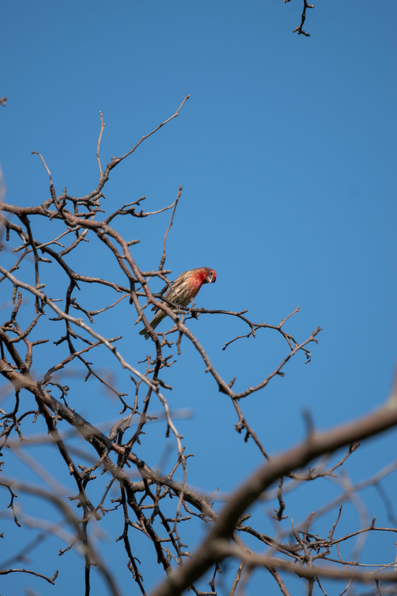 House Finch on a Bare Branch