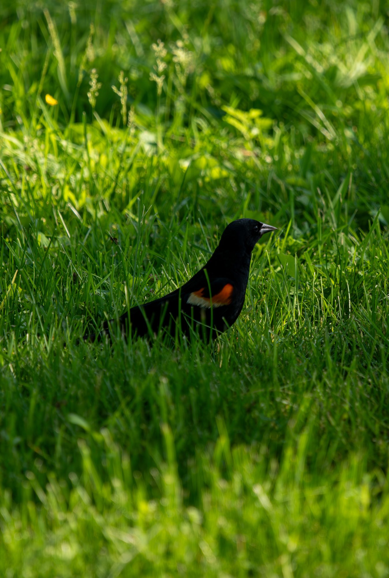 Red-Winged Blackbird in the Lawn