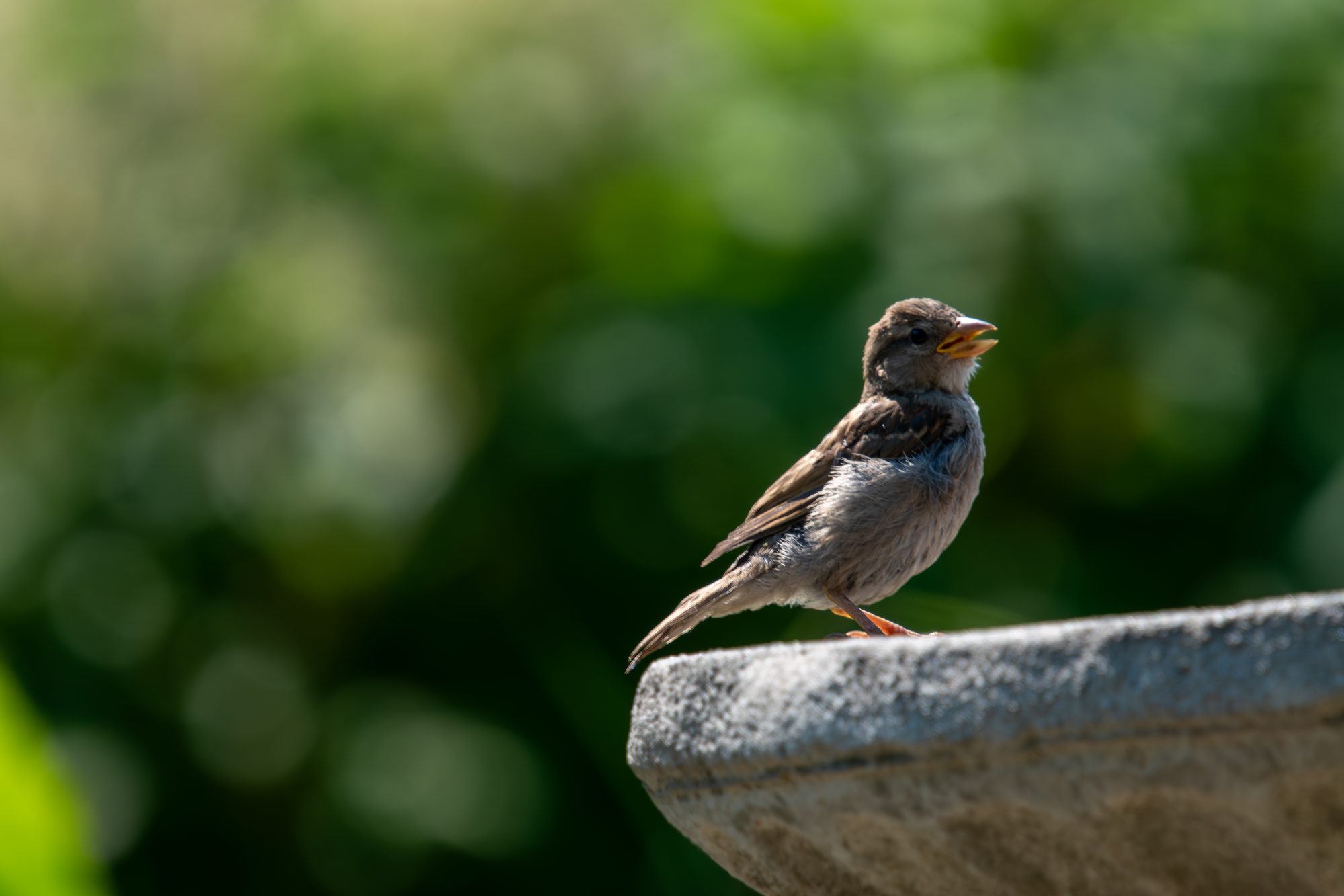 Young Sparrow at the Birdbath