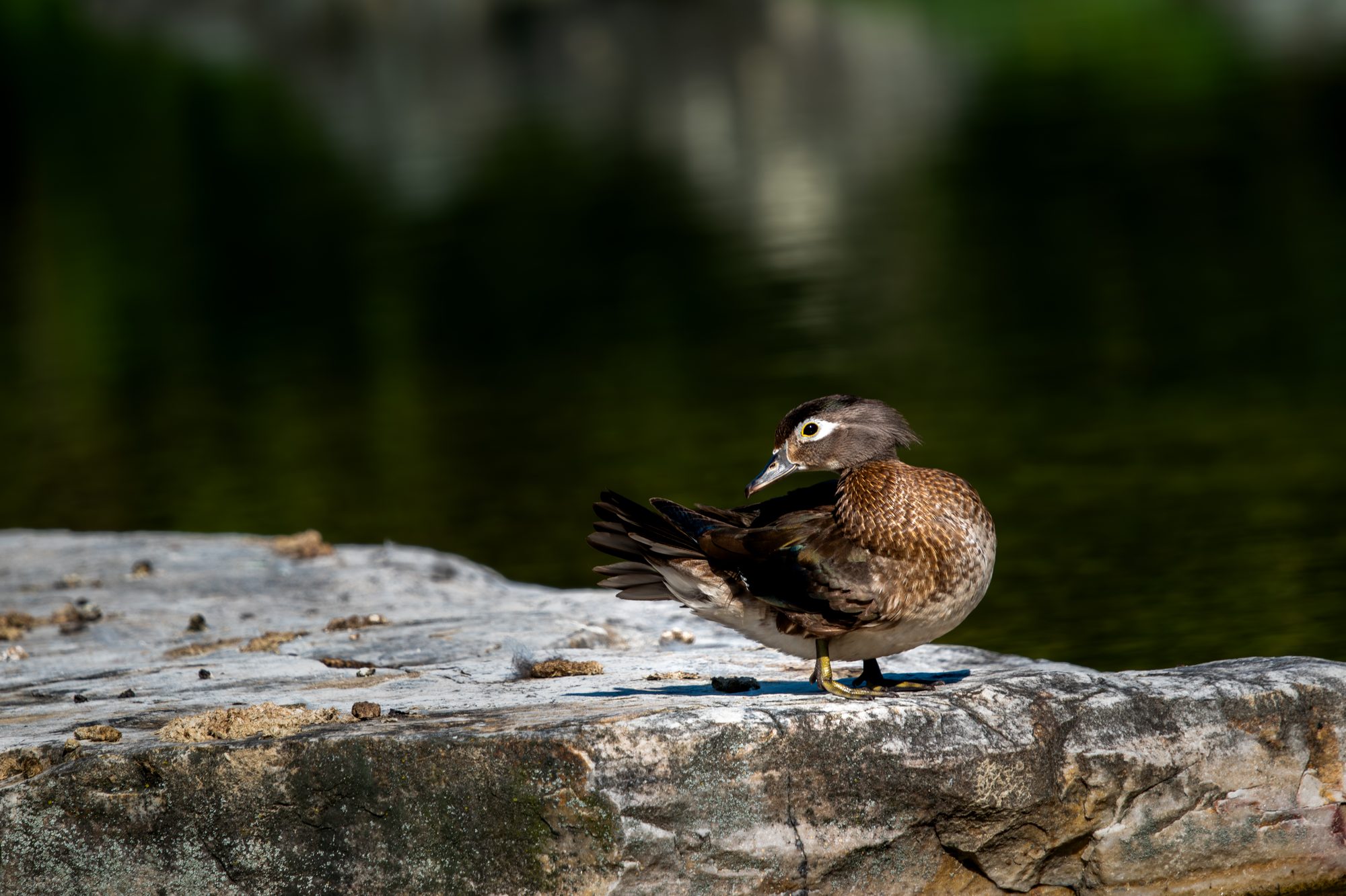 Wood Duck Preening on a Rock