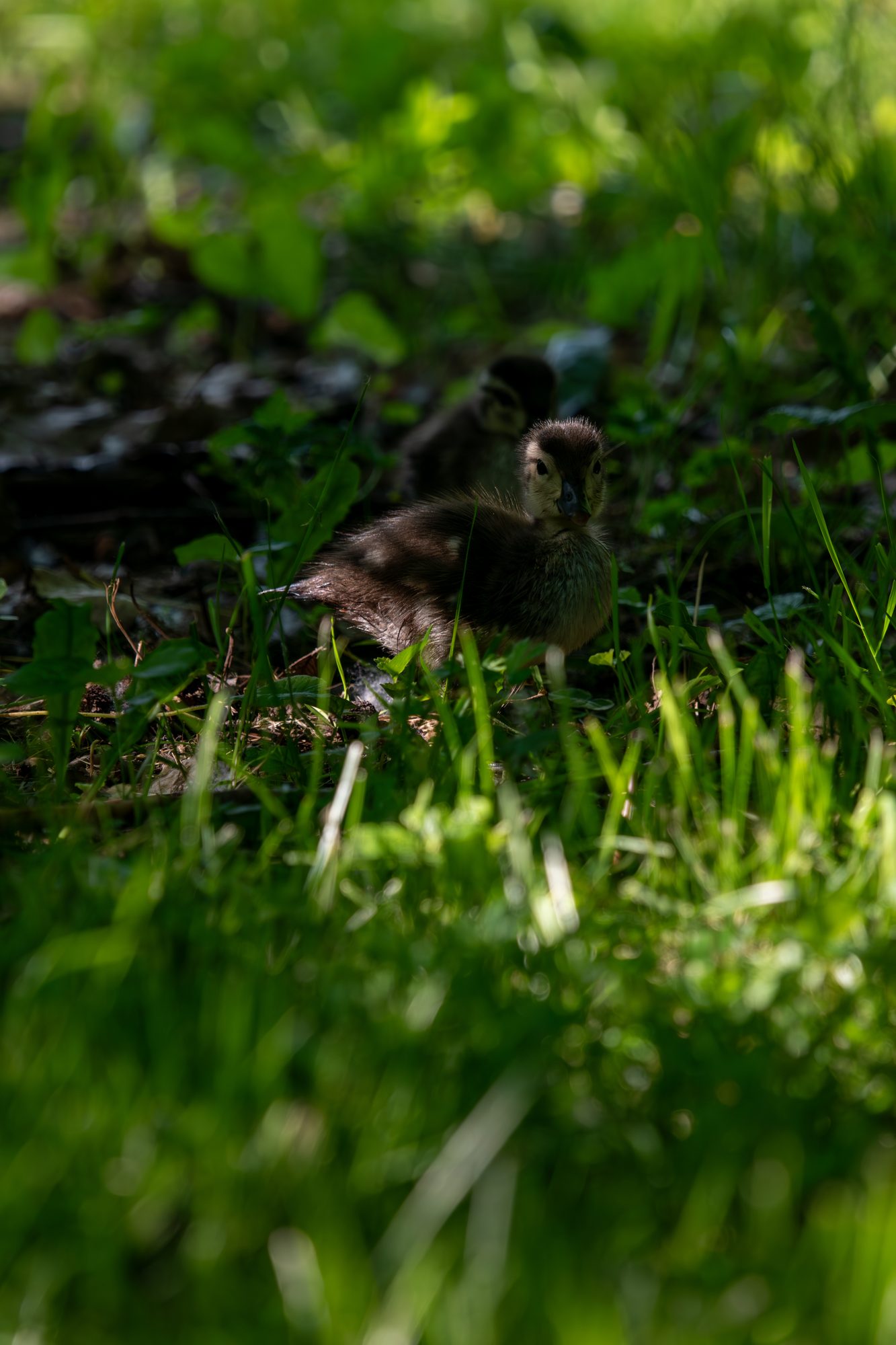 Wood Duckling in the Grass