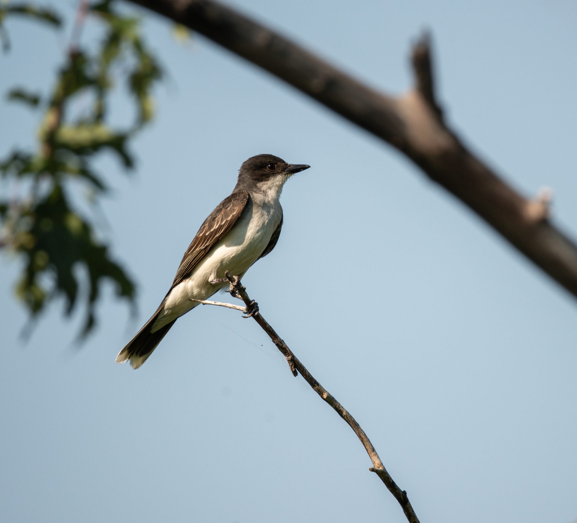 Kingbird Against the Sky