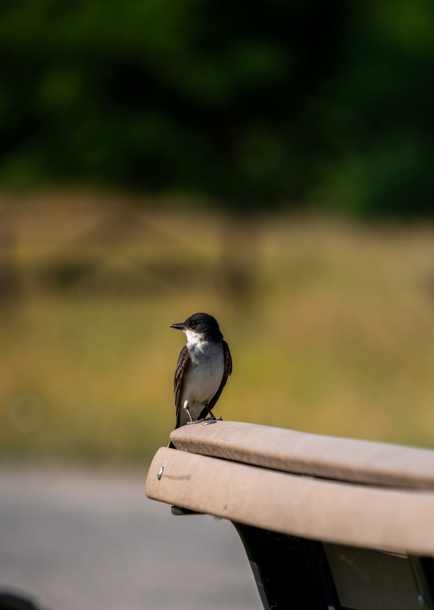 Kingbird on the Boat Rail