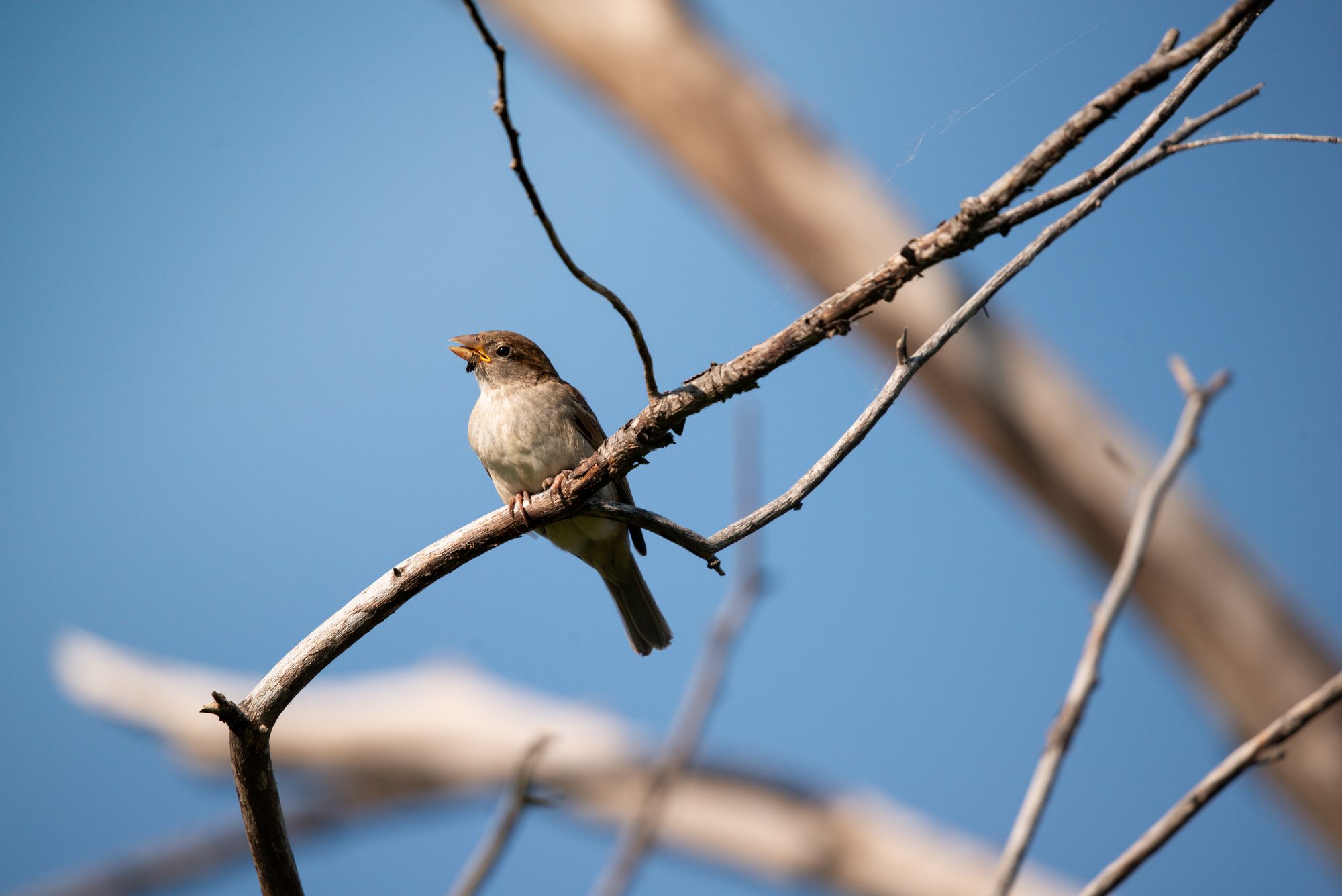 Sparrow Singing on a Branch