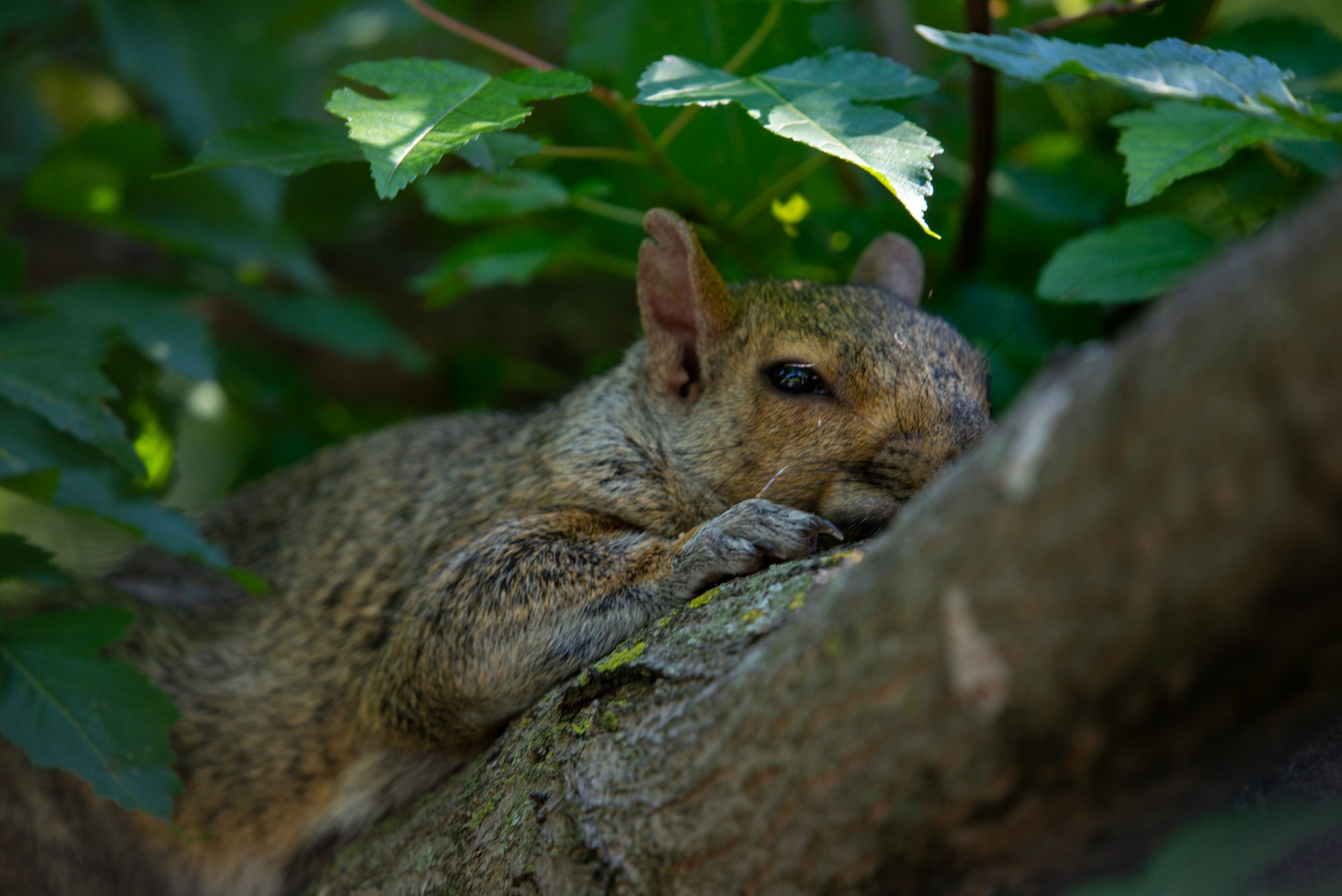 Squirrel Close-Up in the Green