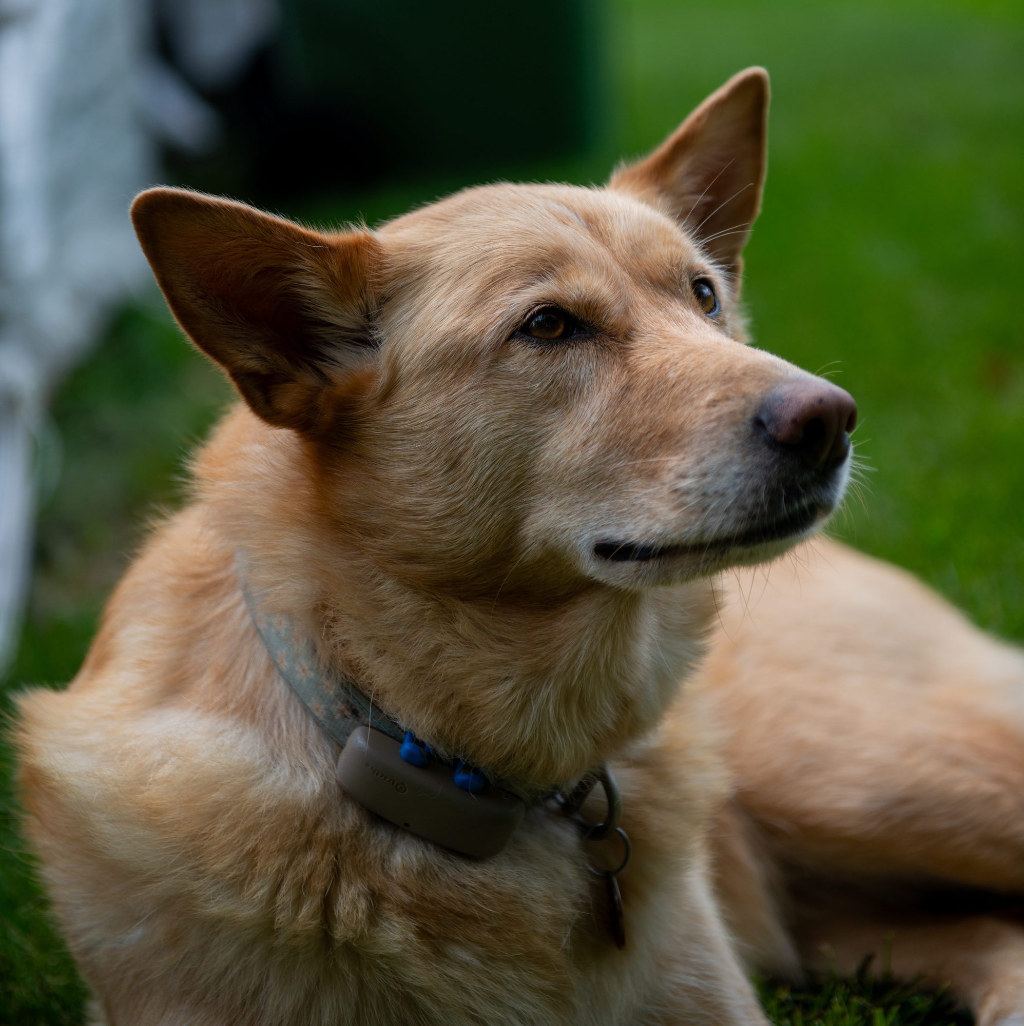 Golden Dog Outdoors