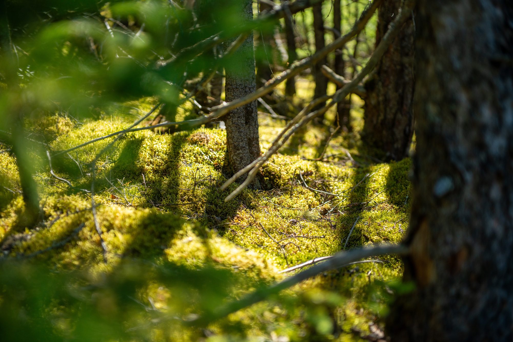 Sunlit Forest Floor