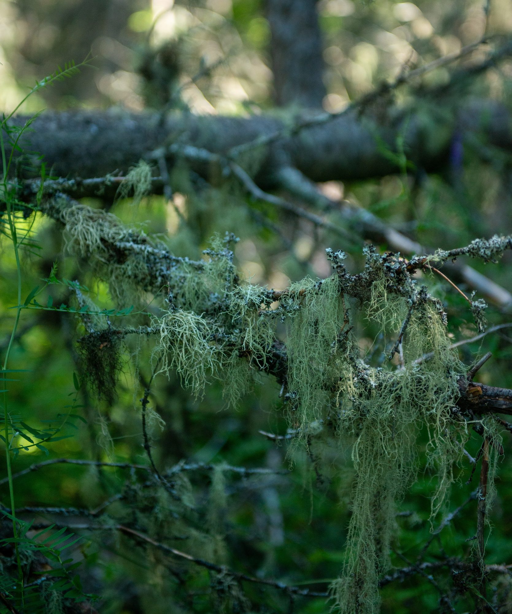 Old Man's Beard Lichen