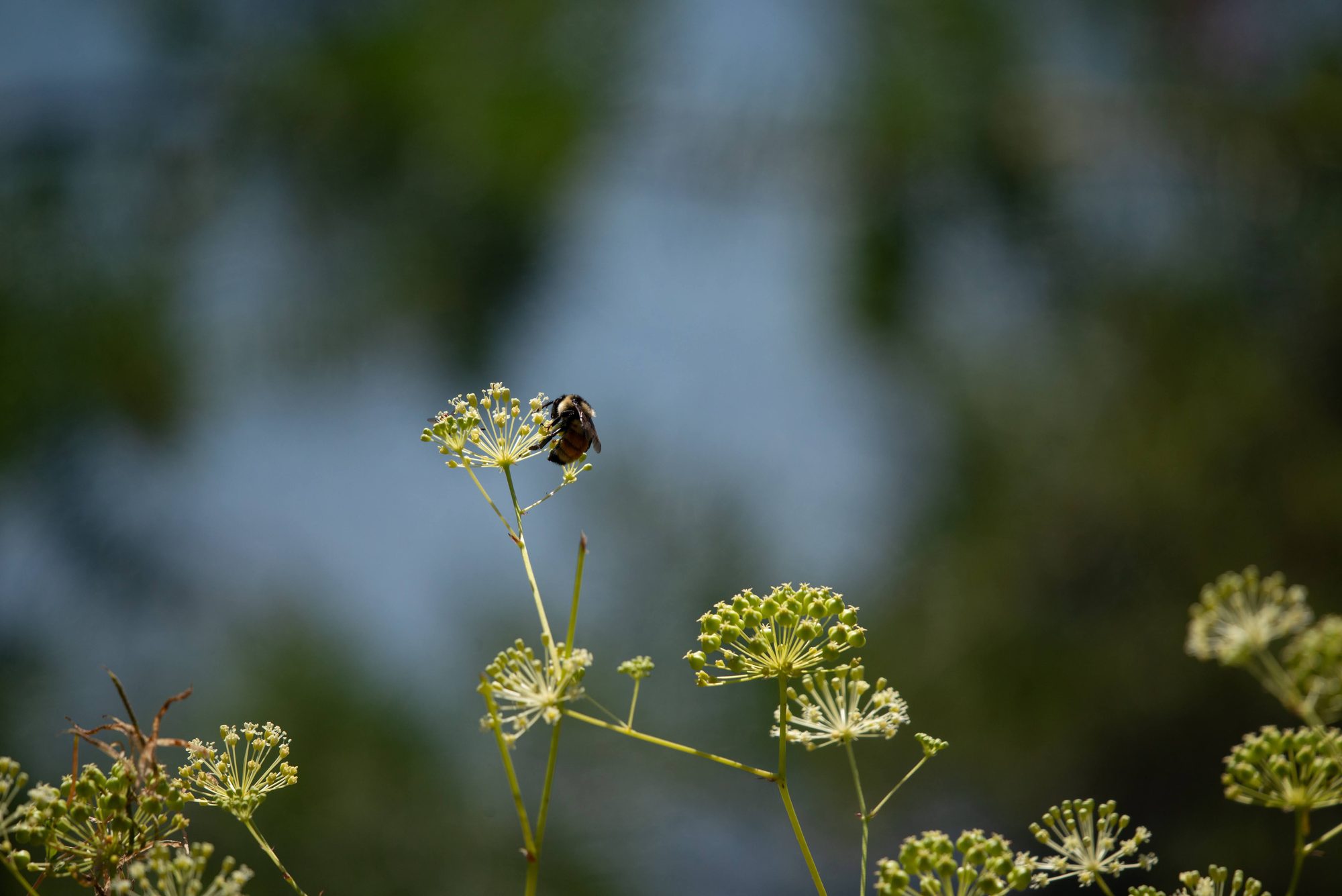Bumblebee at Work