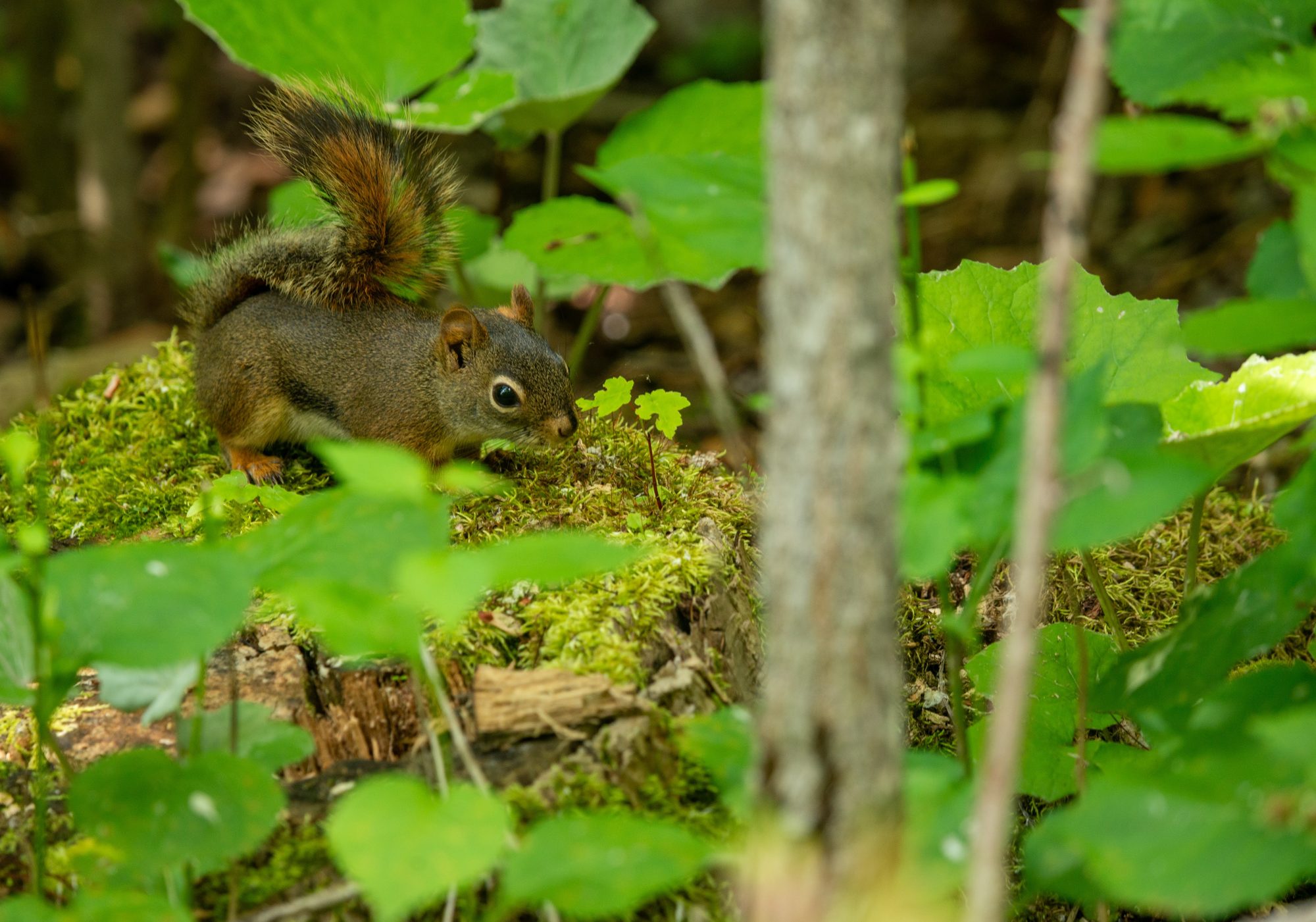 Red Squirrel on Watch