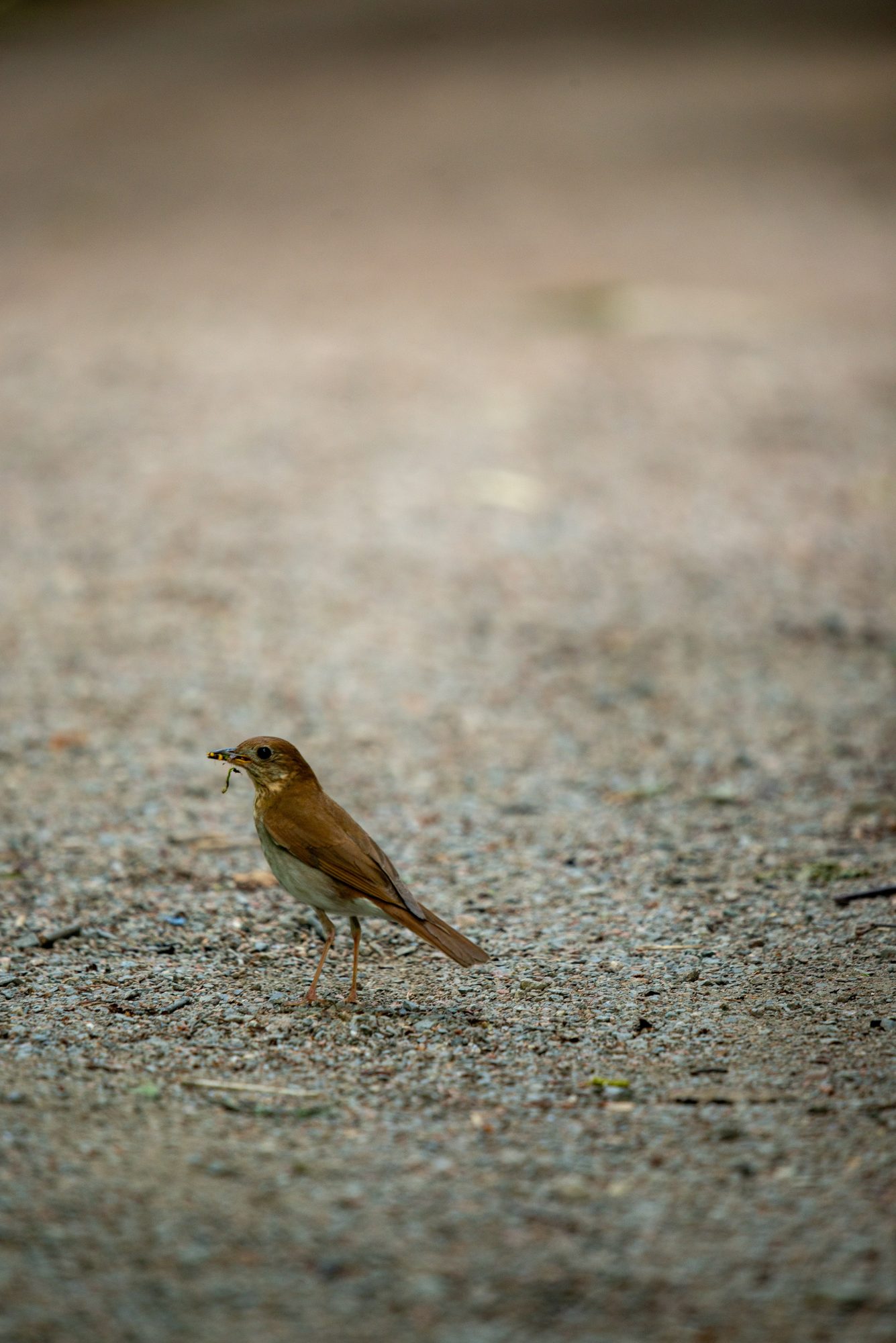 Thrush with a Catch